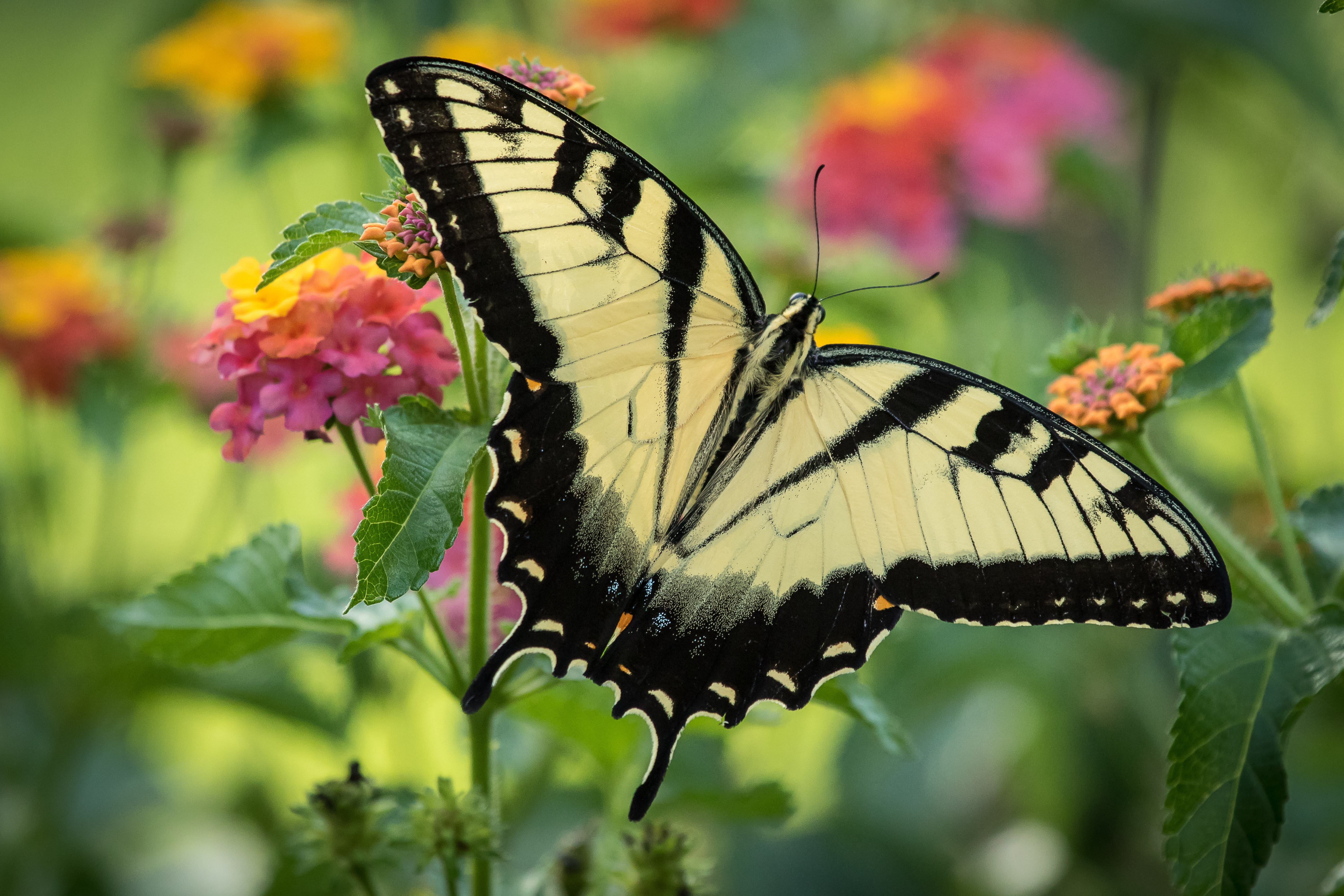 Красивые бабочки на цветах. Красивые бабочки. Бабочка на цветке. Самые красивые бабочки на цветах.