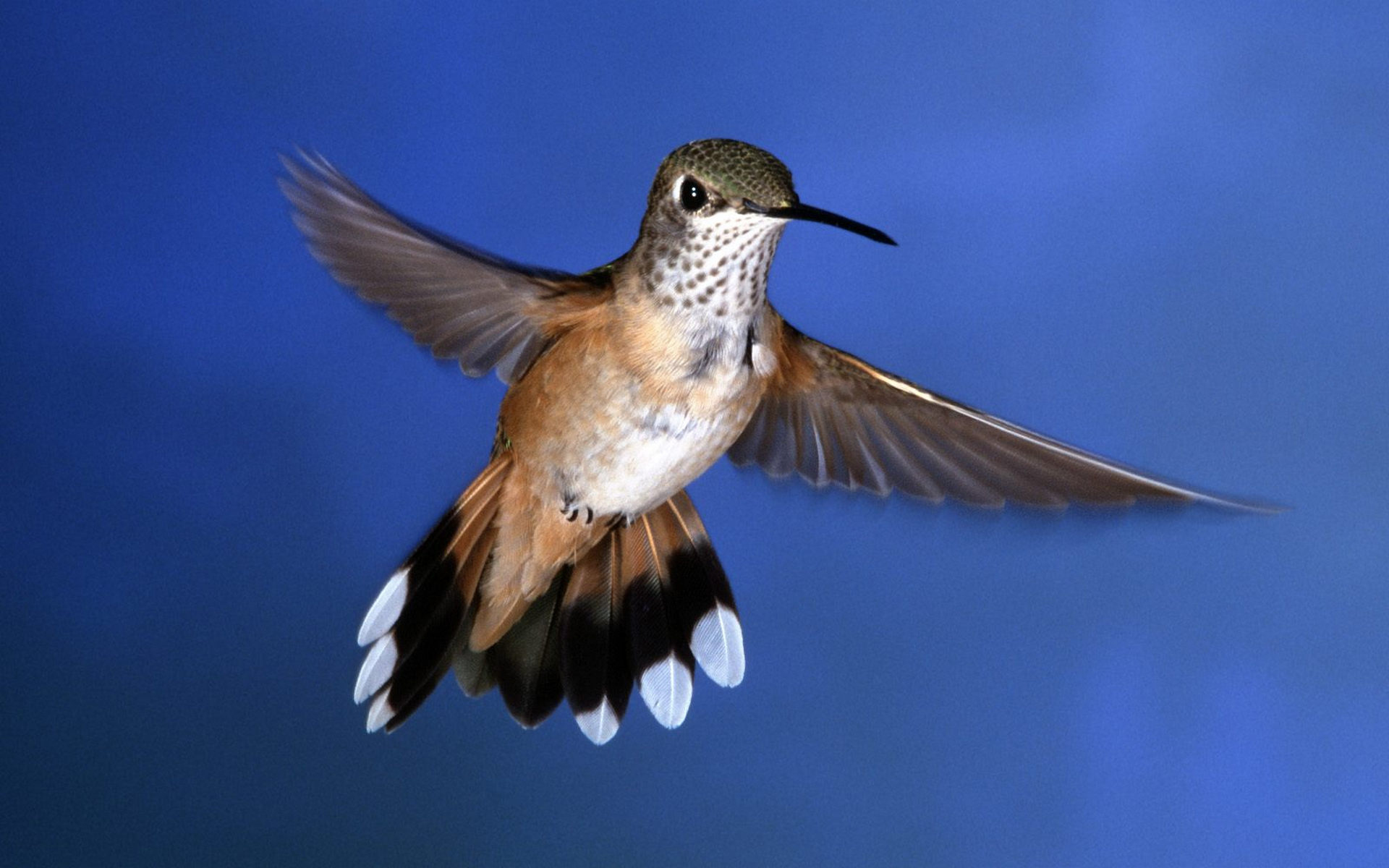 Wallpapers hummingbird flight wings on the desktop