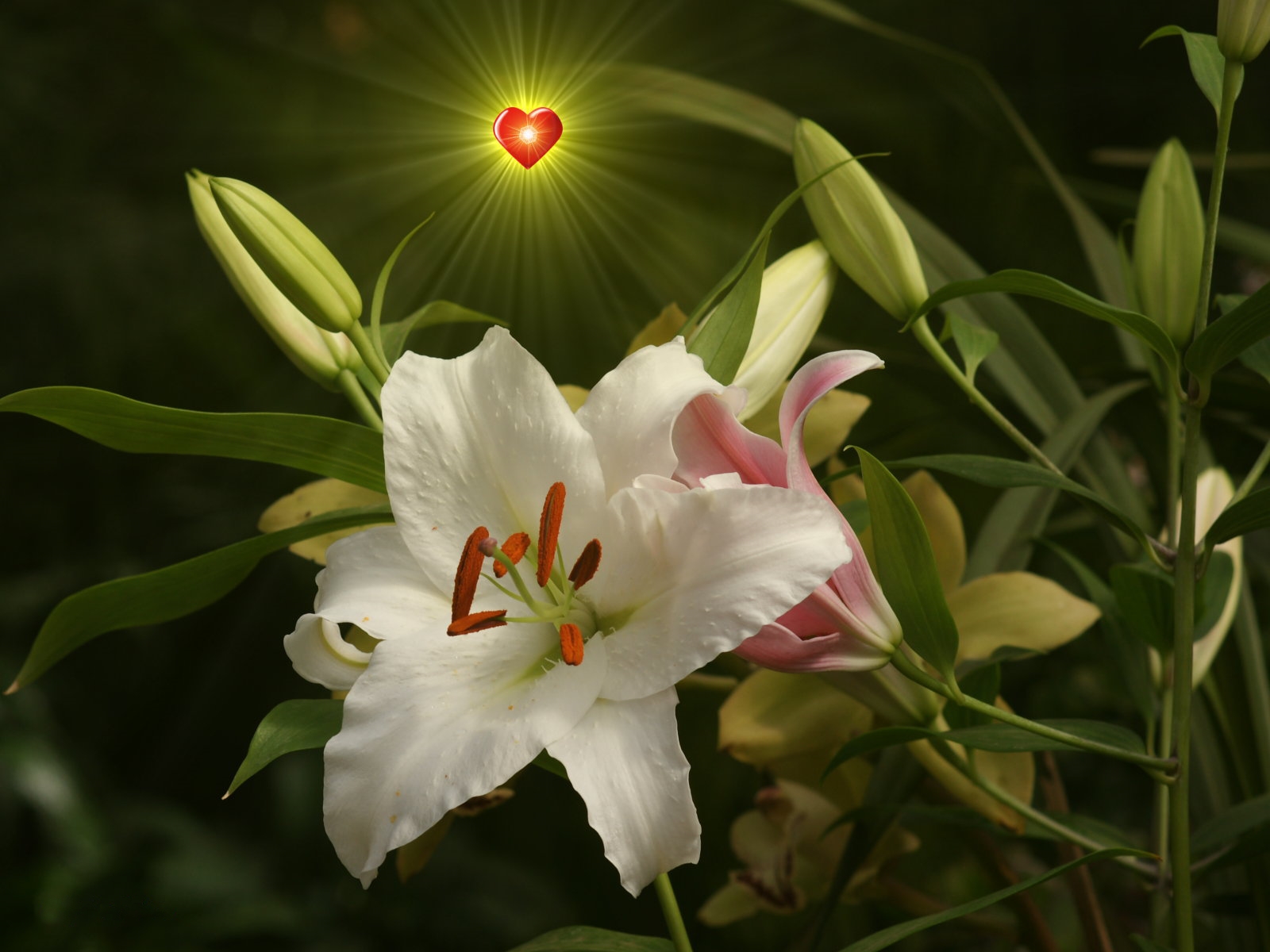 Wallpapers lilies lily flowers on the desktop