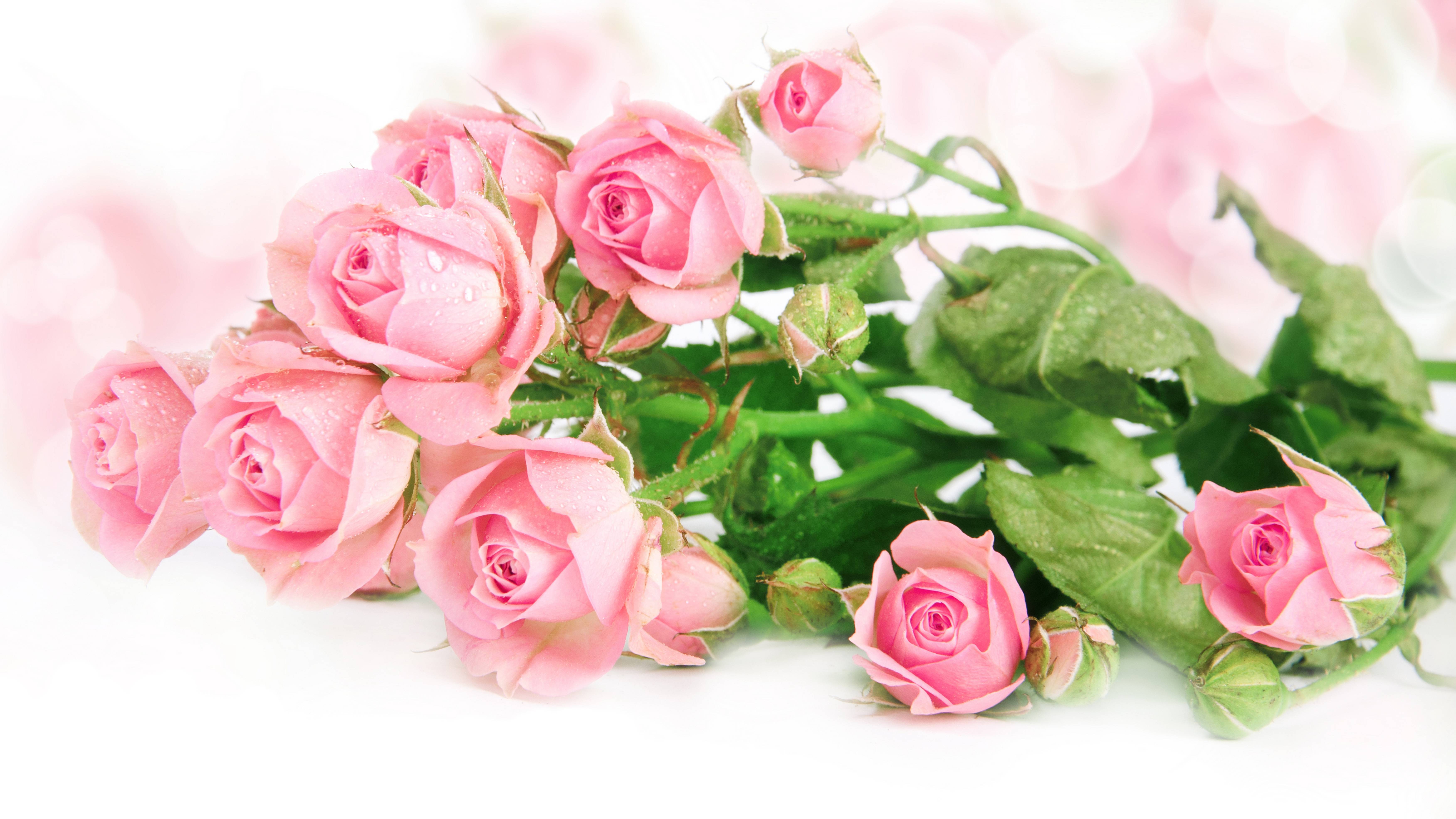 Обои розы розовые цветы на рабочий стол