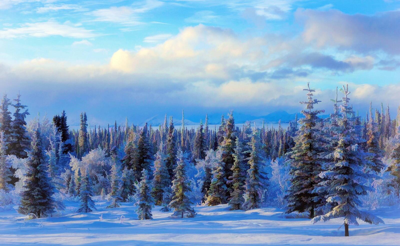 Wallpapers Christmas trees winter forest on the desktop