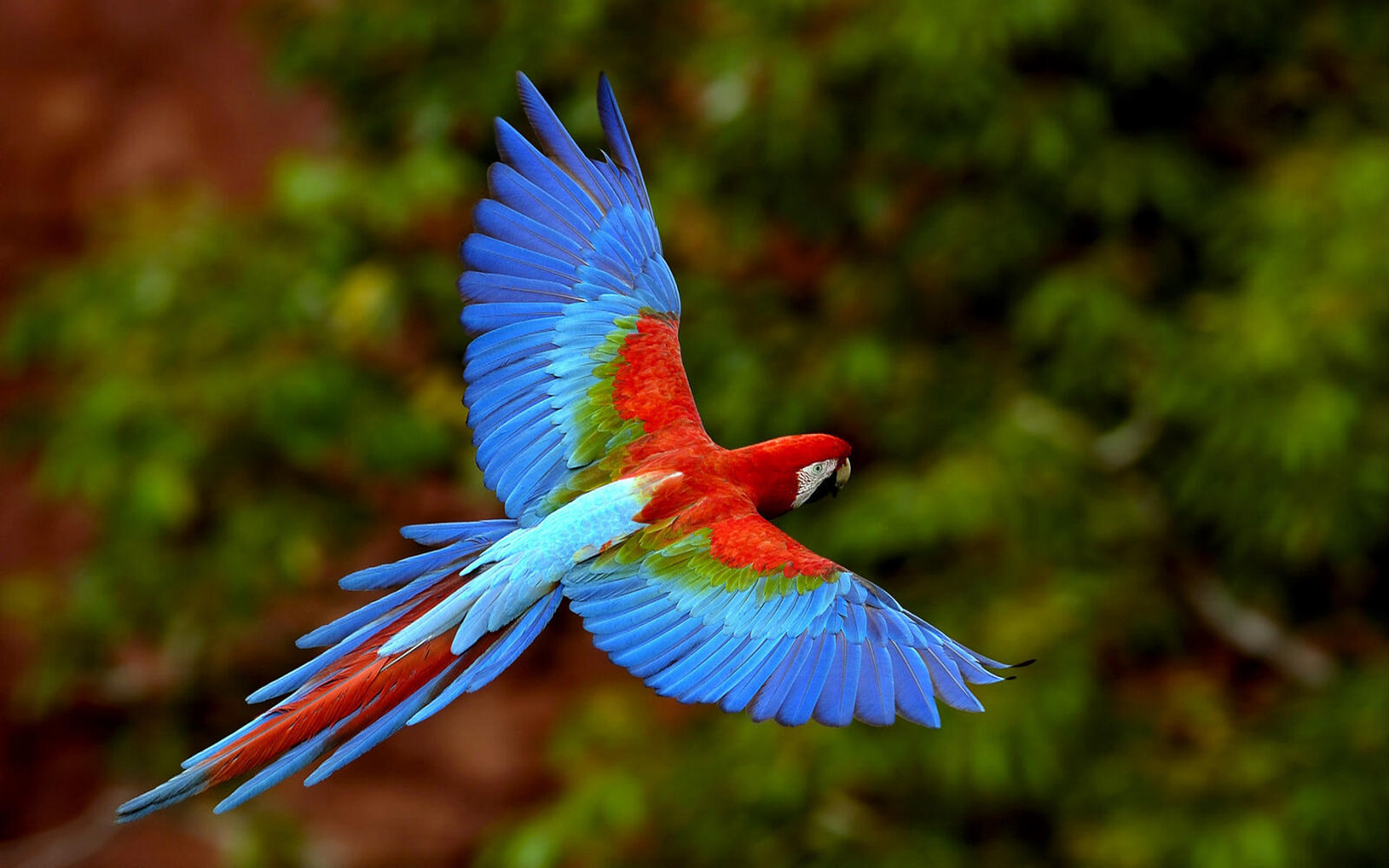 Wallpapers parrot Macaw flight on the desktop