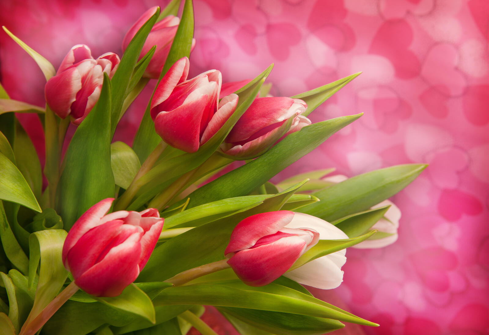 Обои розовый фон флора тюльпаны на рабочий стол