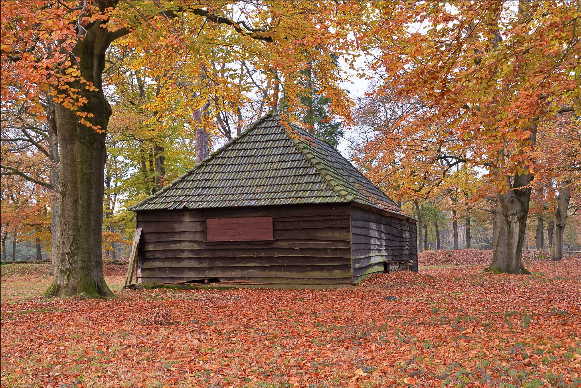 Бесплатное фото дом в лесу