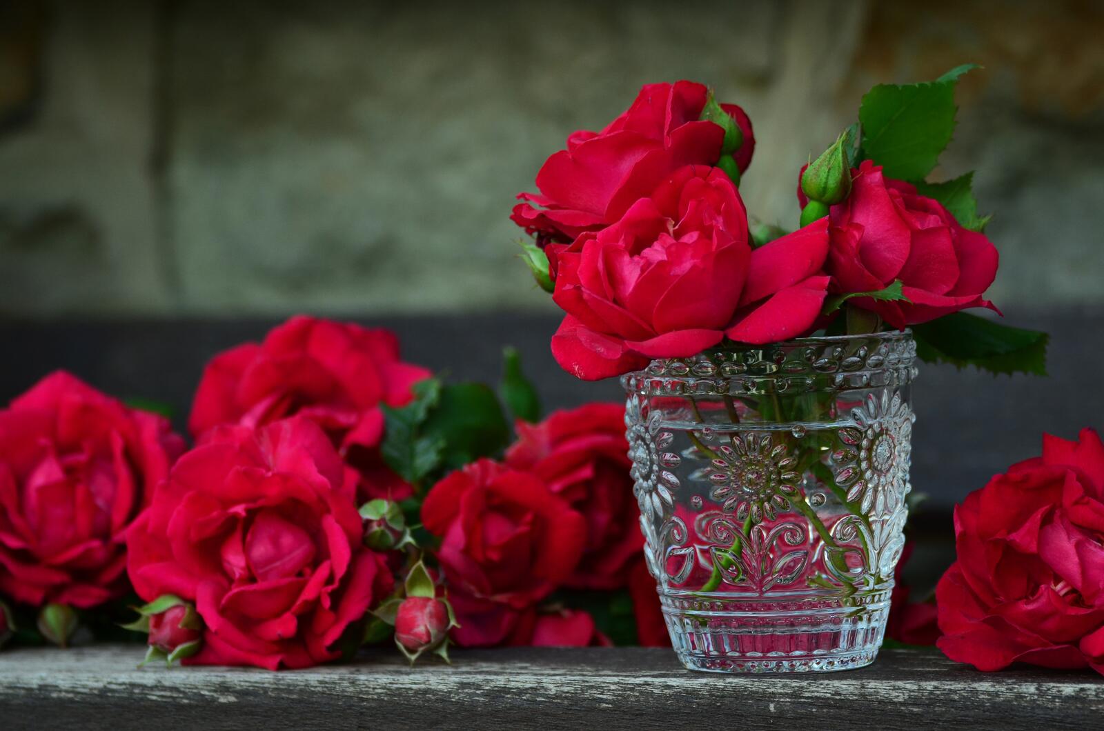 桌面上的壁纸红蕾 玫瑰 鲜花