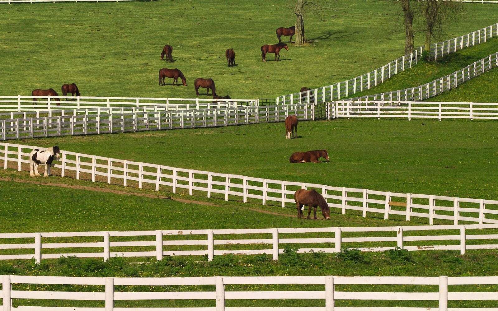 Wallpapers pens fences horses on the desktop