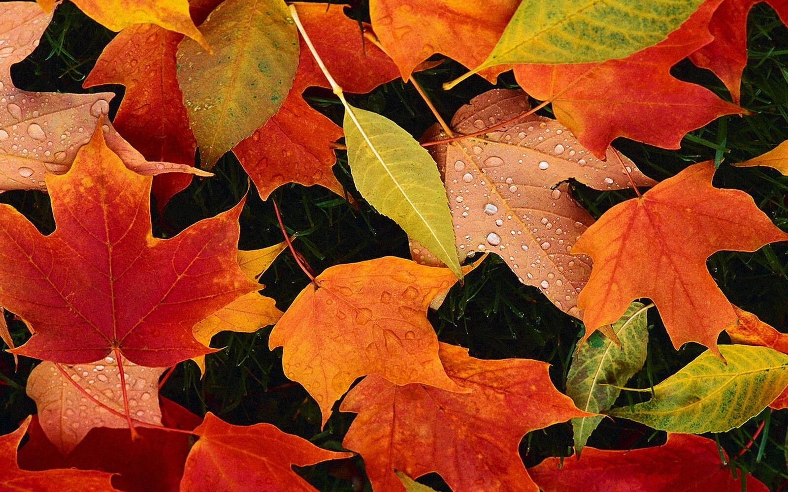 Wallpapers leaves colored veins on the desktop