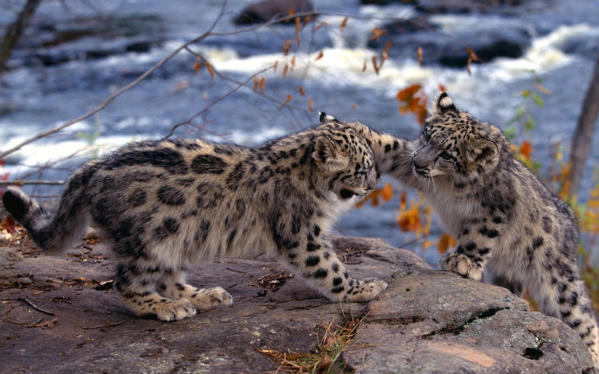 Wallpapers snow leopards kittens play on the desktop