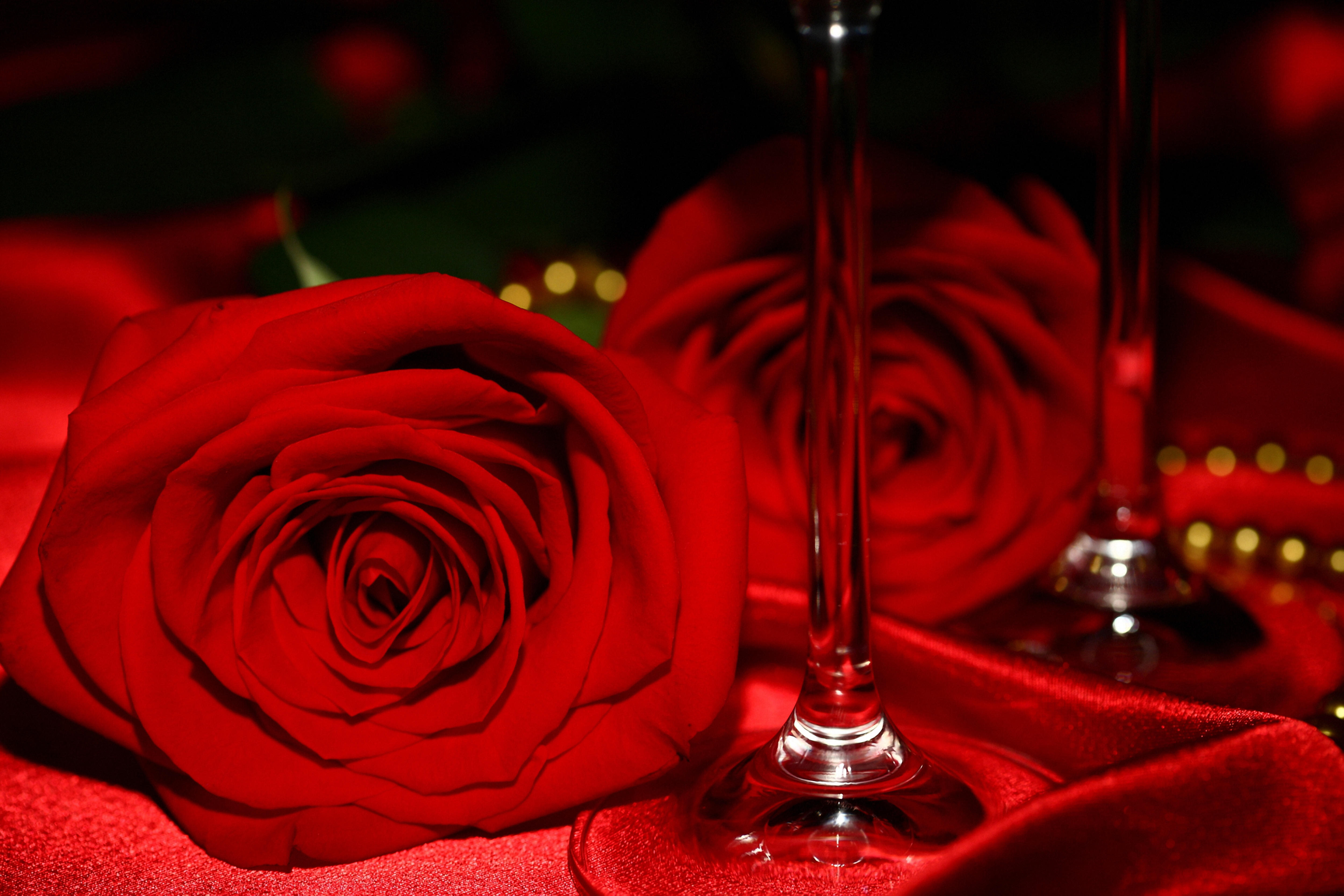 桌面上的壁纸玫瑰花瓣 植物群 红玫瑰