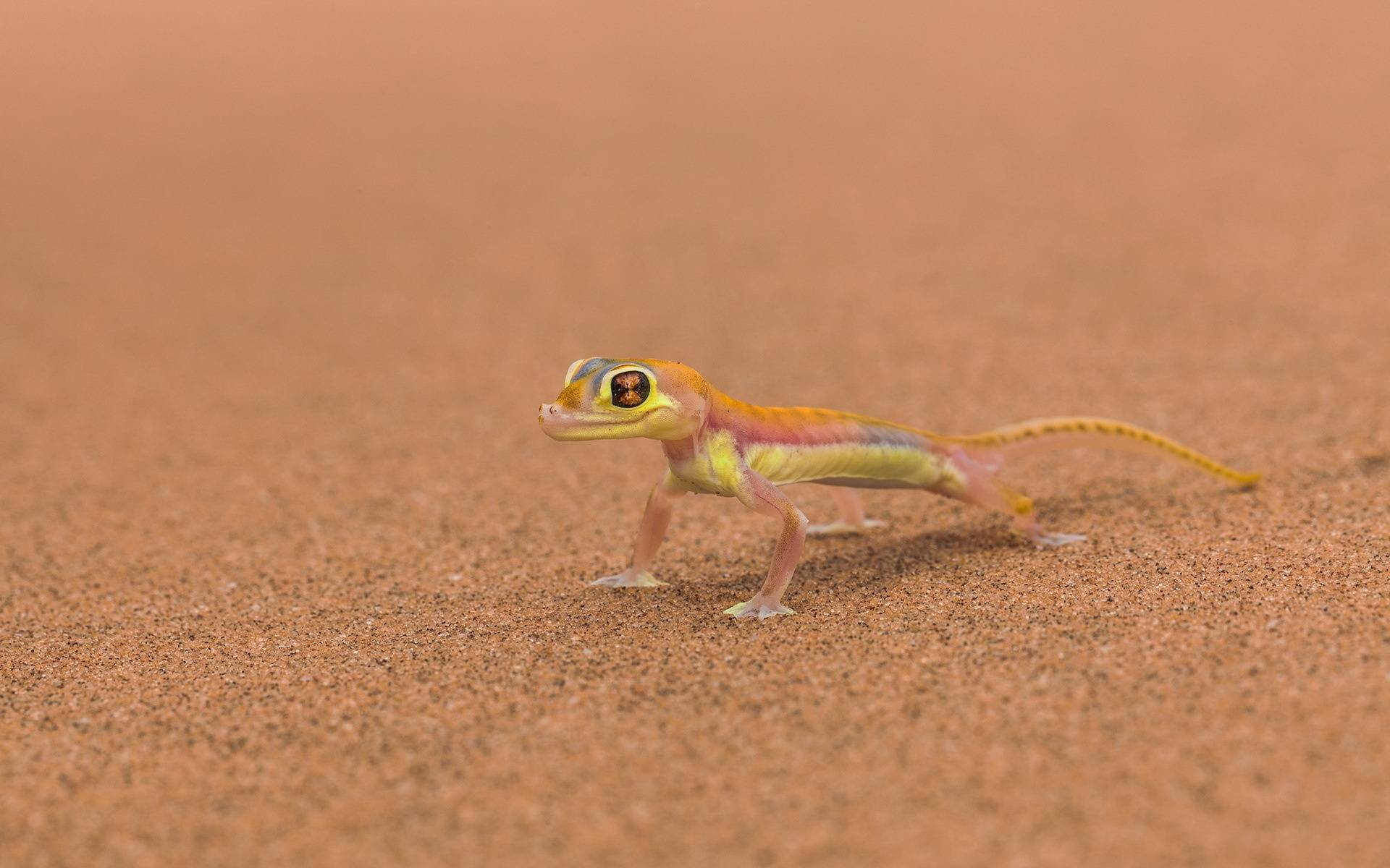 Wallpapers lizard paws gecko on the desktop