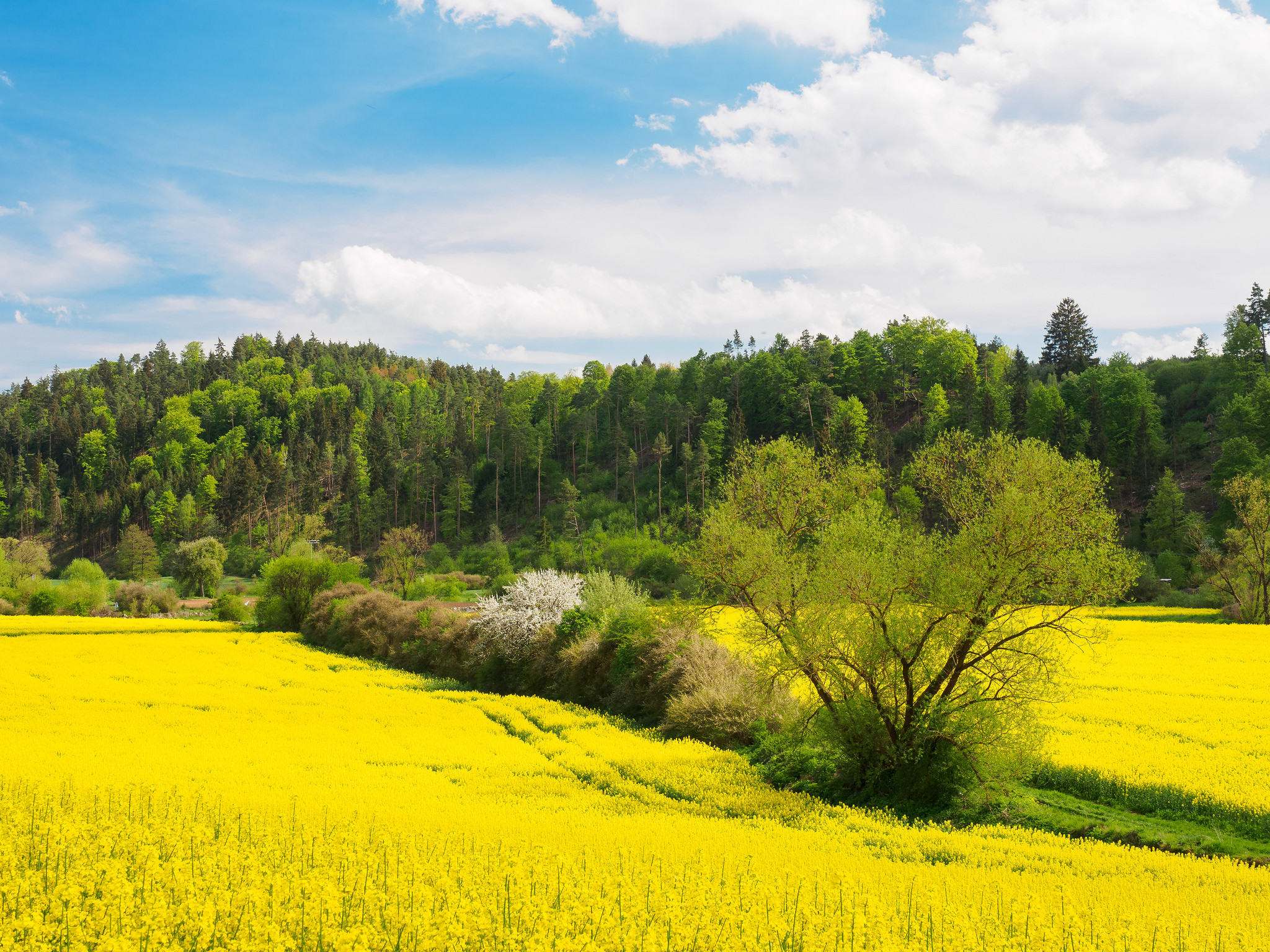 Фото бесплатно желтое поле, пейзажи, желтые цветы
