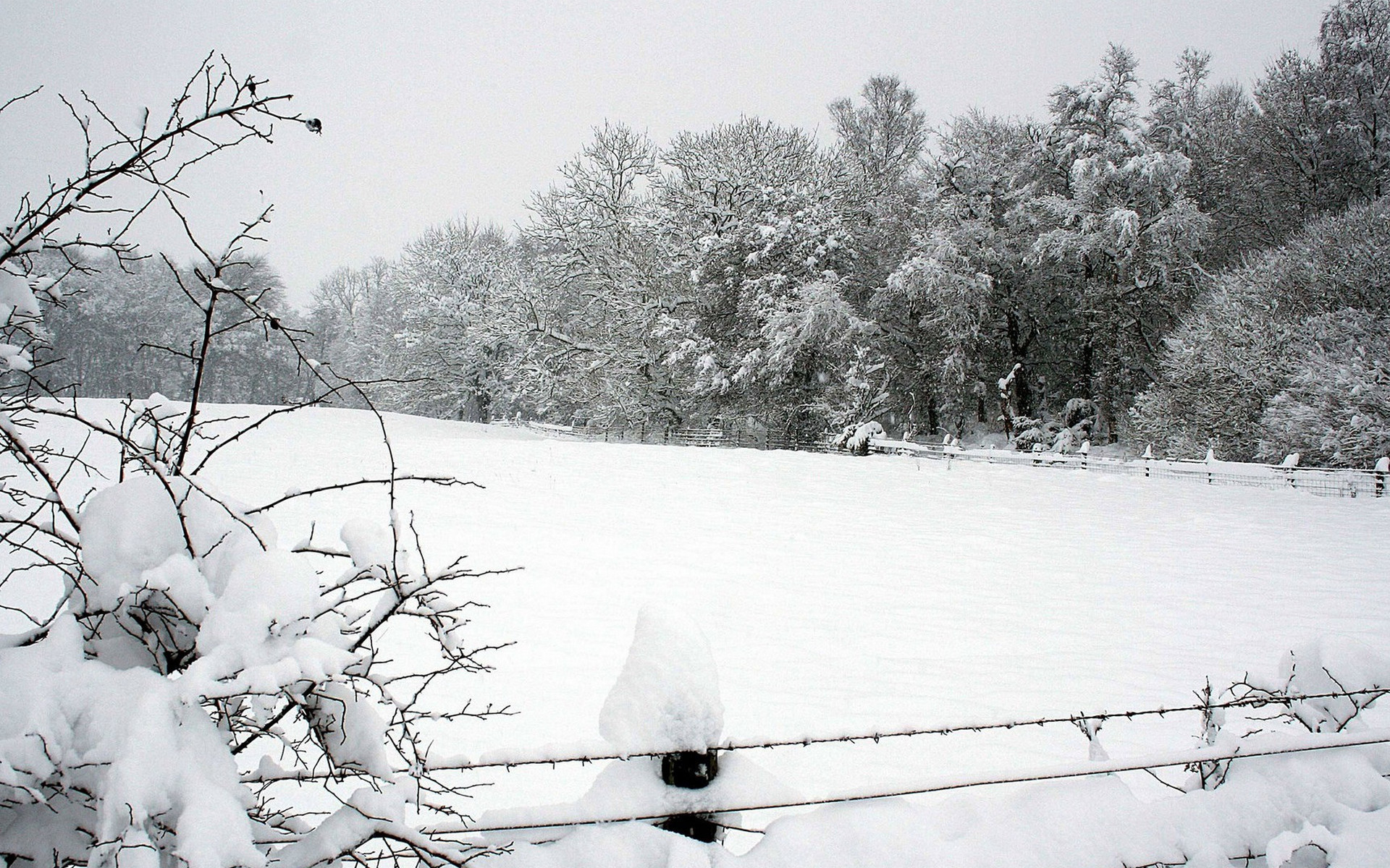 Фото бесплатно колючая проволока, зима, ограждение