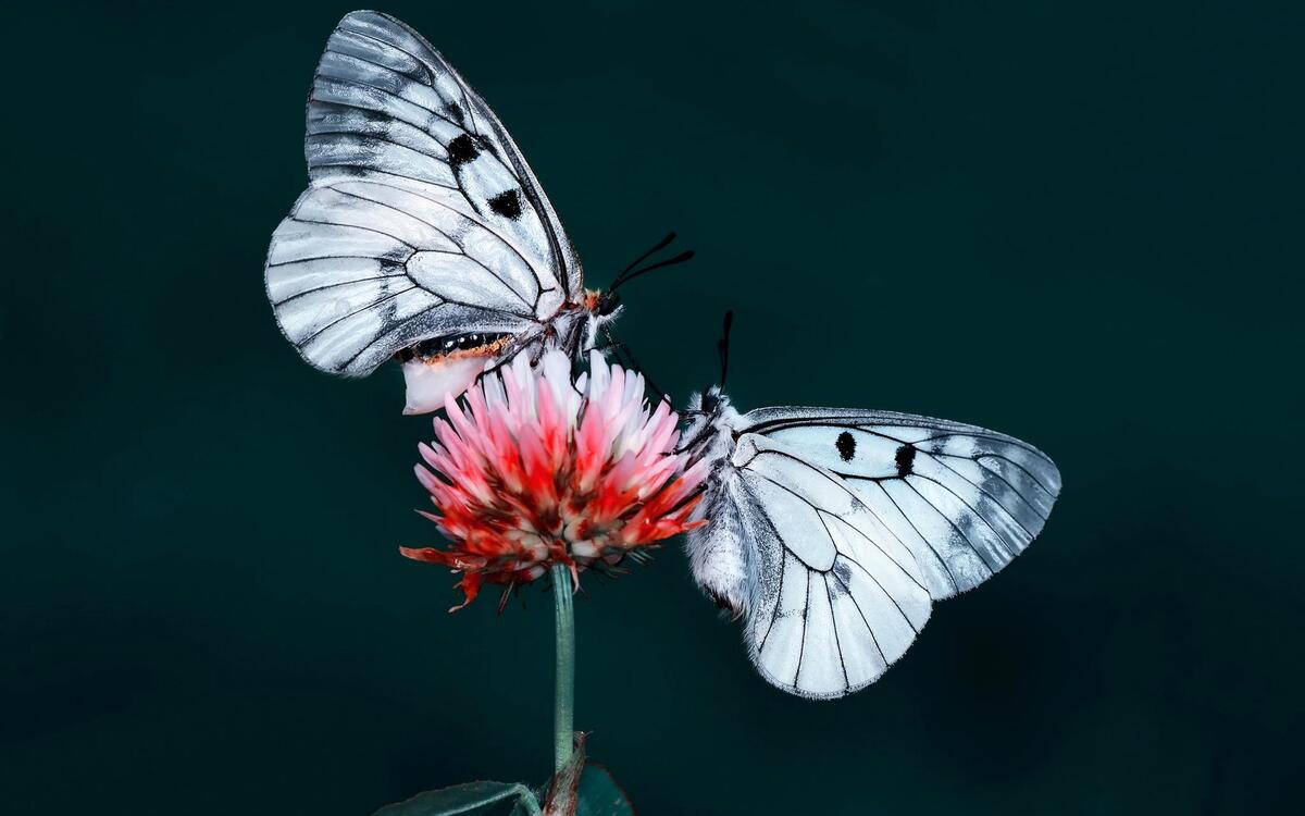 Screensaver butterfly, flower on the screen