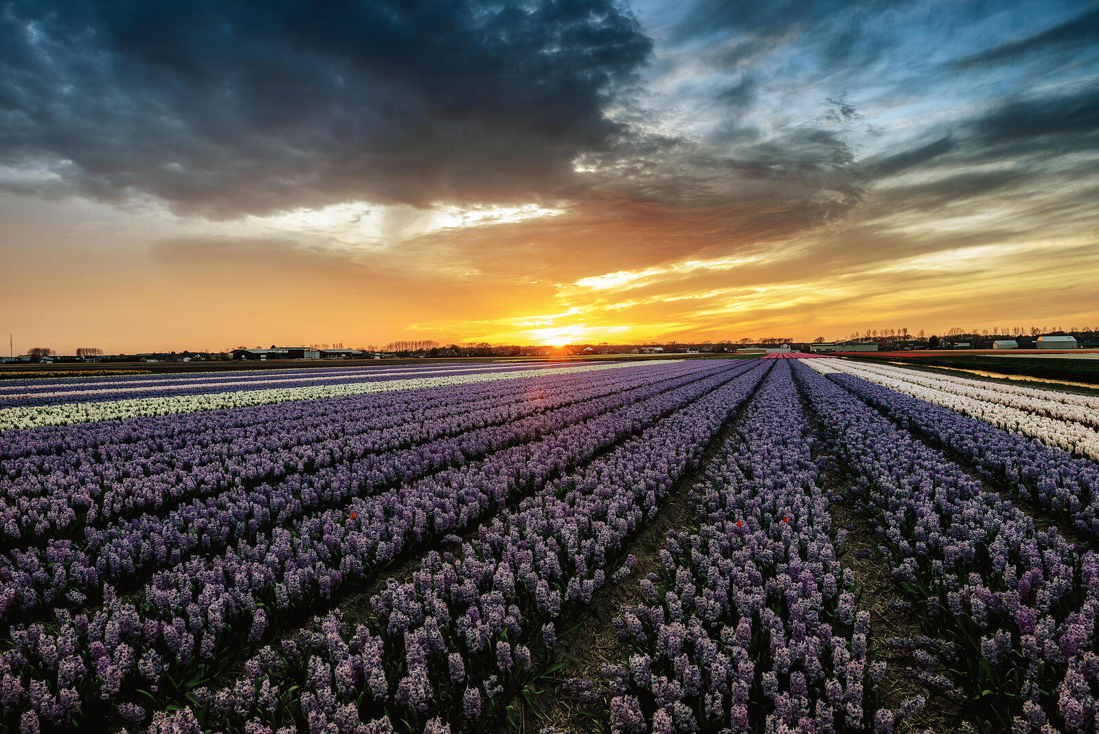 Wallpapers landscape Lisse Netherlands sunset on the desktop