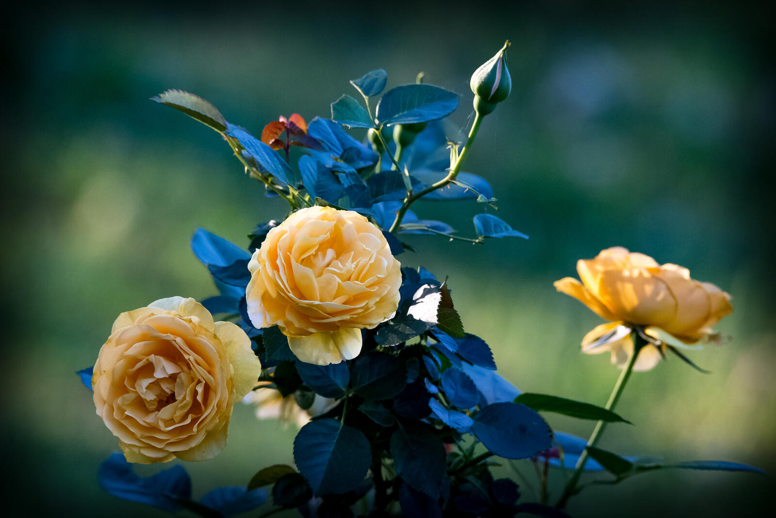 桌面上的壁纸玫瑰 黄玫瑰 鲜花