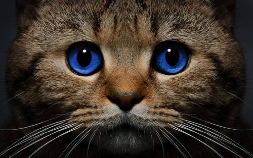 кот голубые глаза морда
