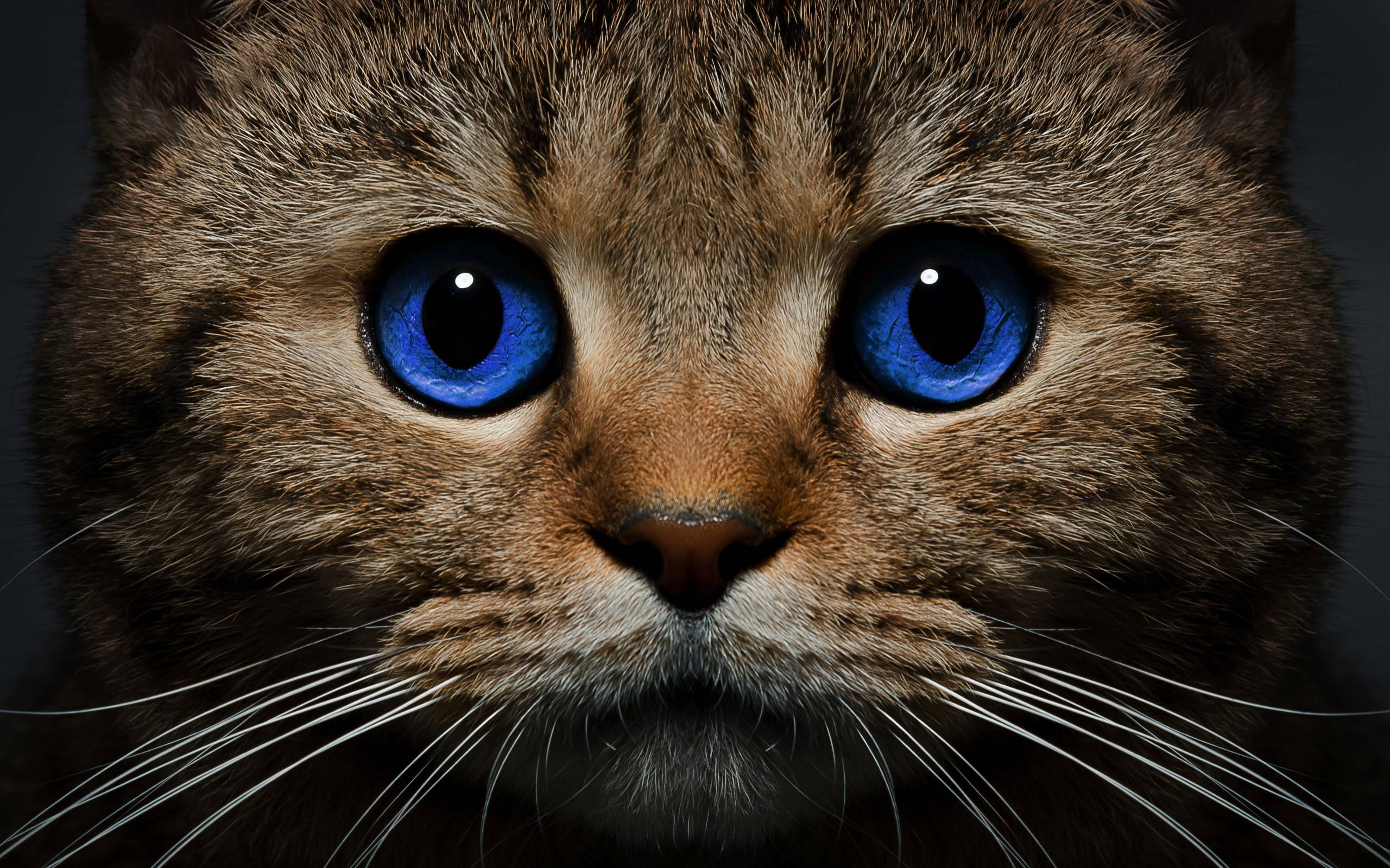 Обои кот голубые глаза морда на рабочий стол