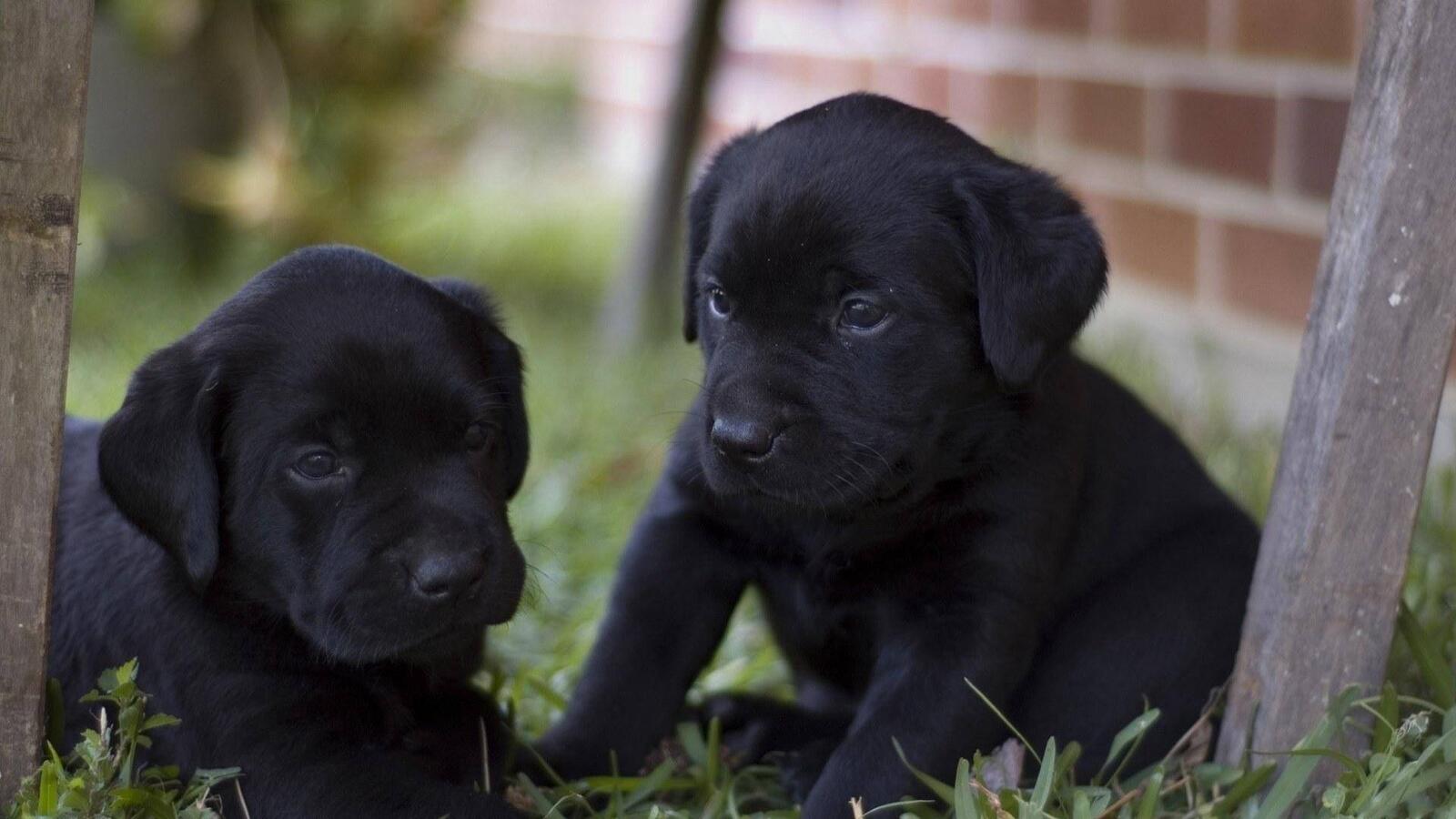 Wallpapers puppies black muzzles on the desktop