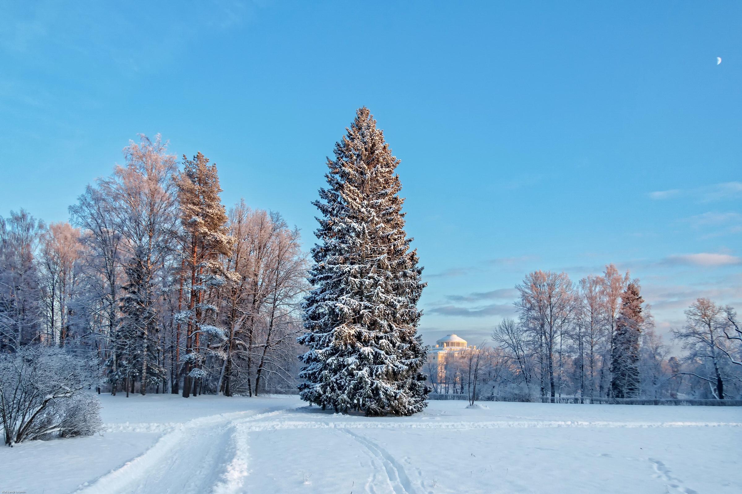 桌面上的壁纸圣彼得堡 帕夫洛夫斯基公园 俄罗斯的冬天