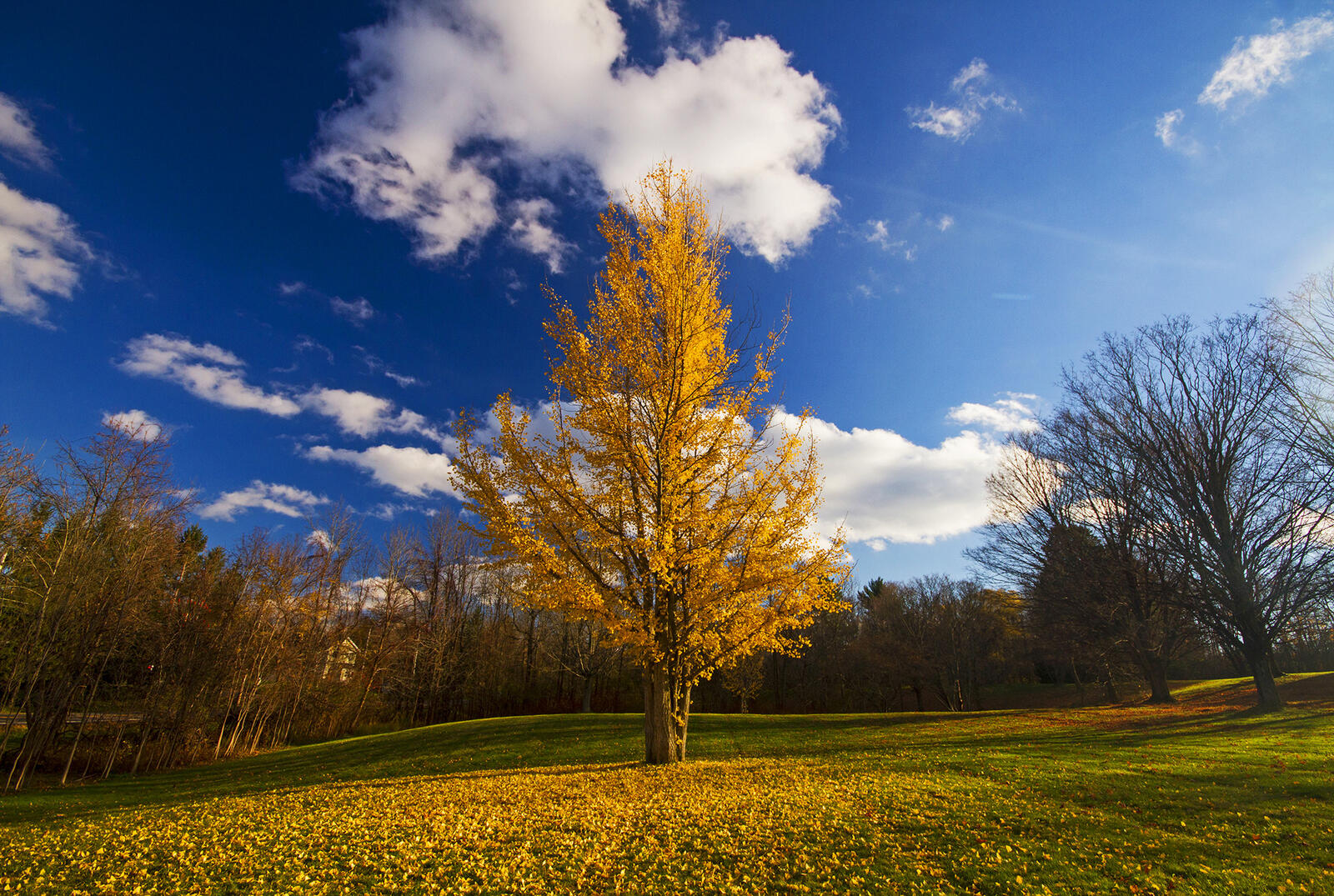 Free photo Download landscape screensaver, trees on your phone for free