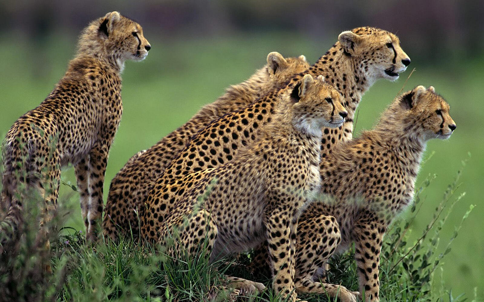 Wallpapers cheetahs family mother on the desktop