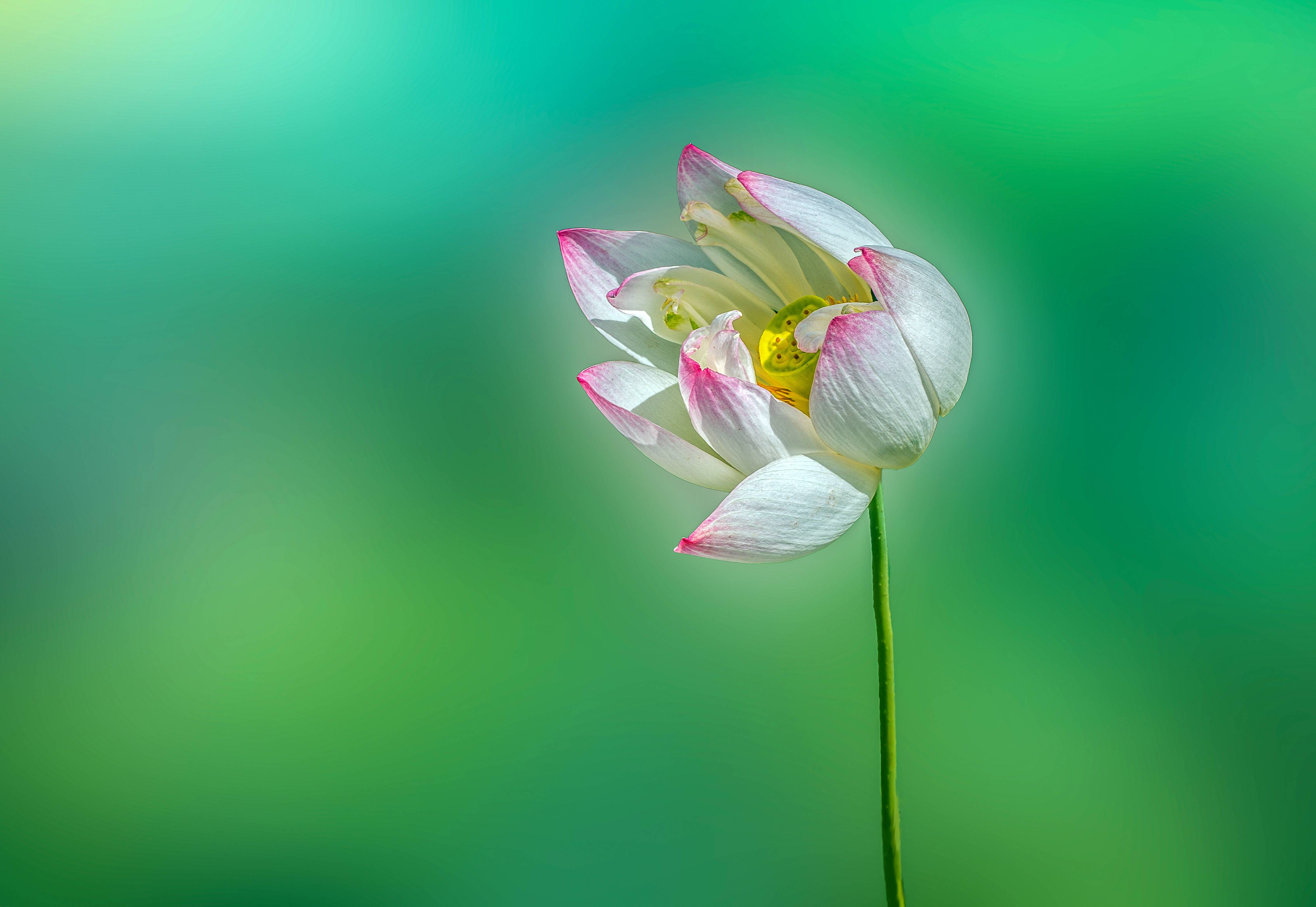 Фото бесплатно Lotus, flower, ЛОТУС