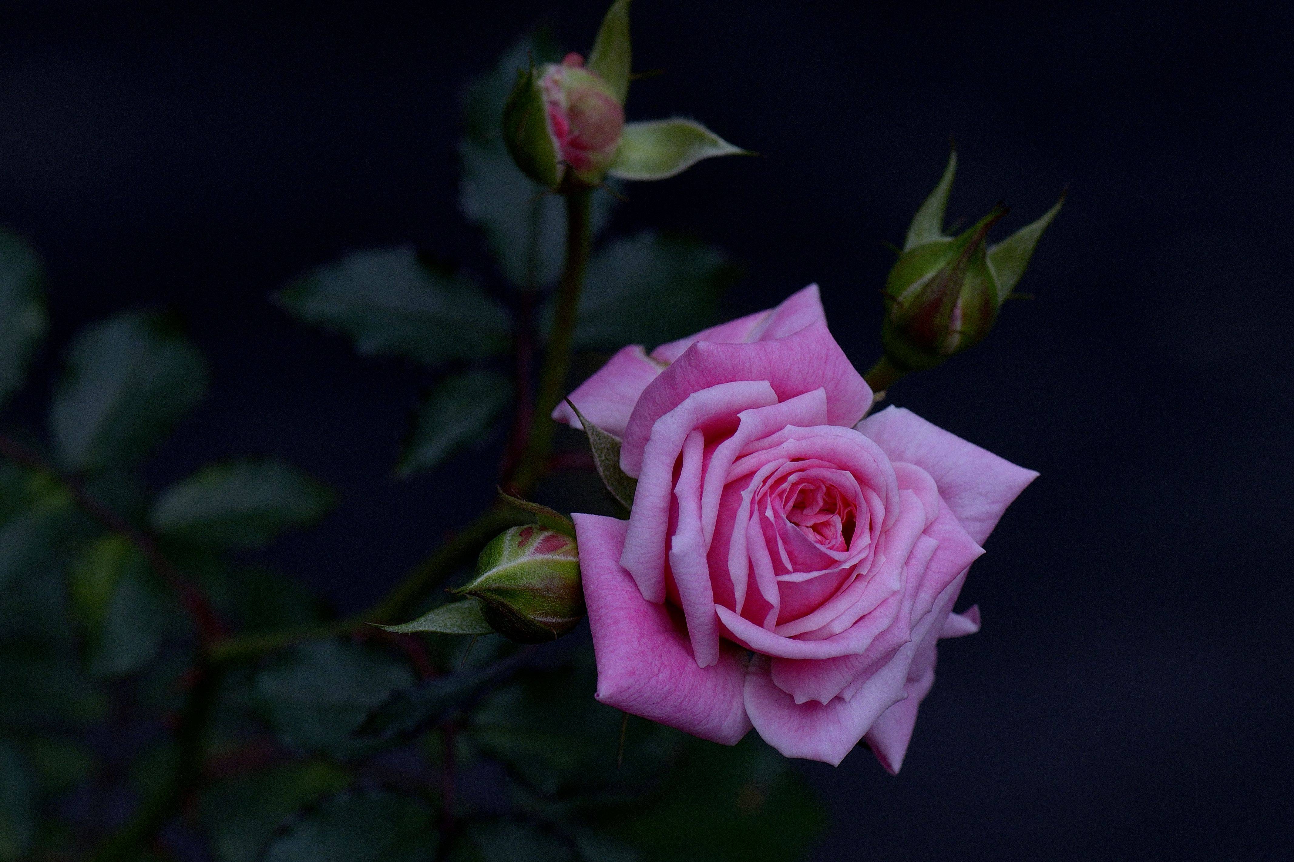 Обои розы цветы букет роз на рабочий стол