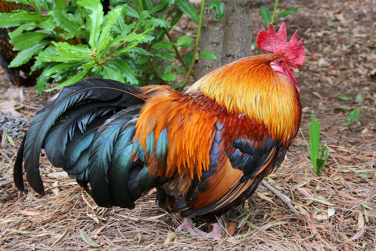 Wallpapers bird rooster side view on the desktop