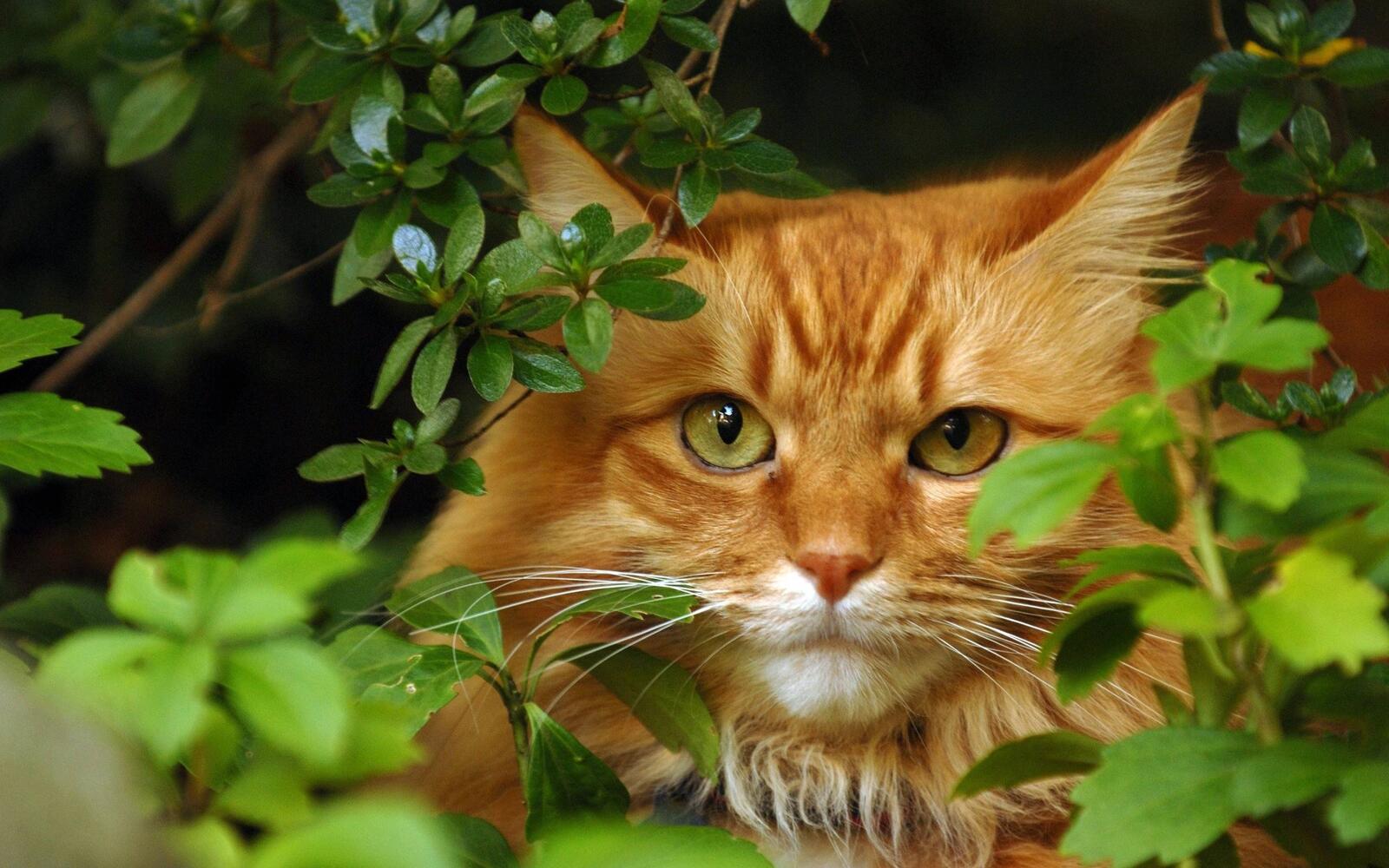 Wallpapers branches hair cat on the desktop