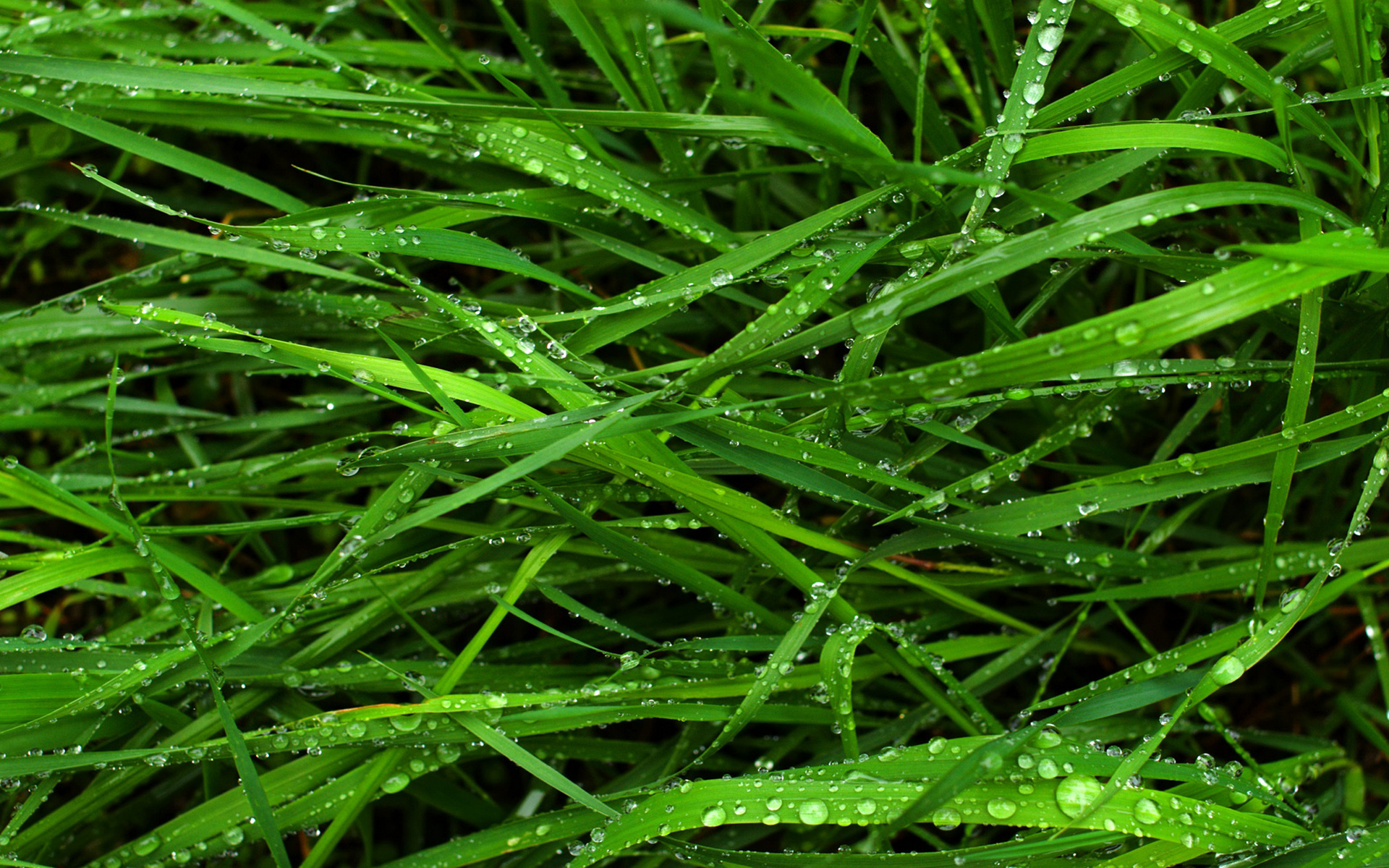 Photo free dew, water, grass