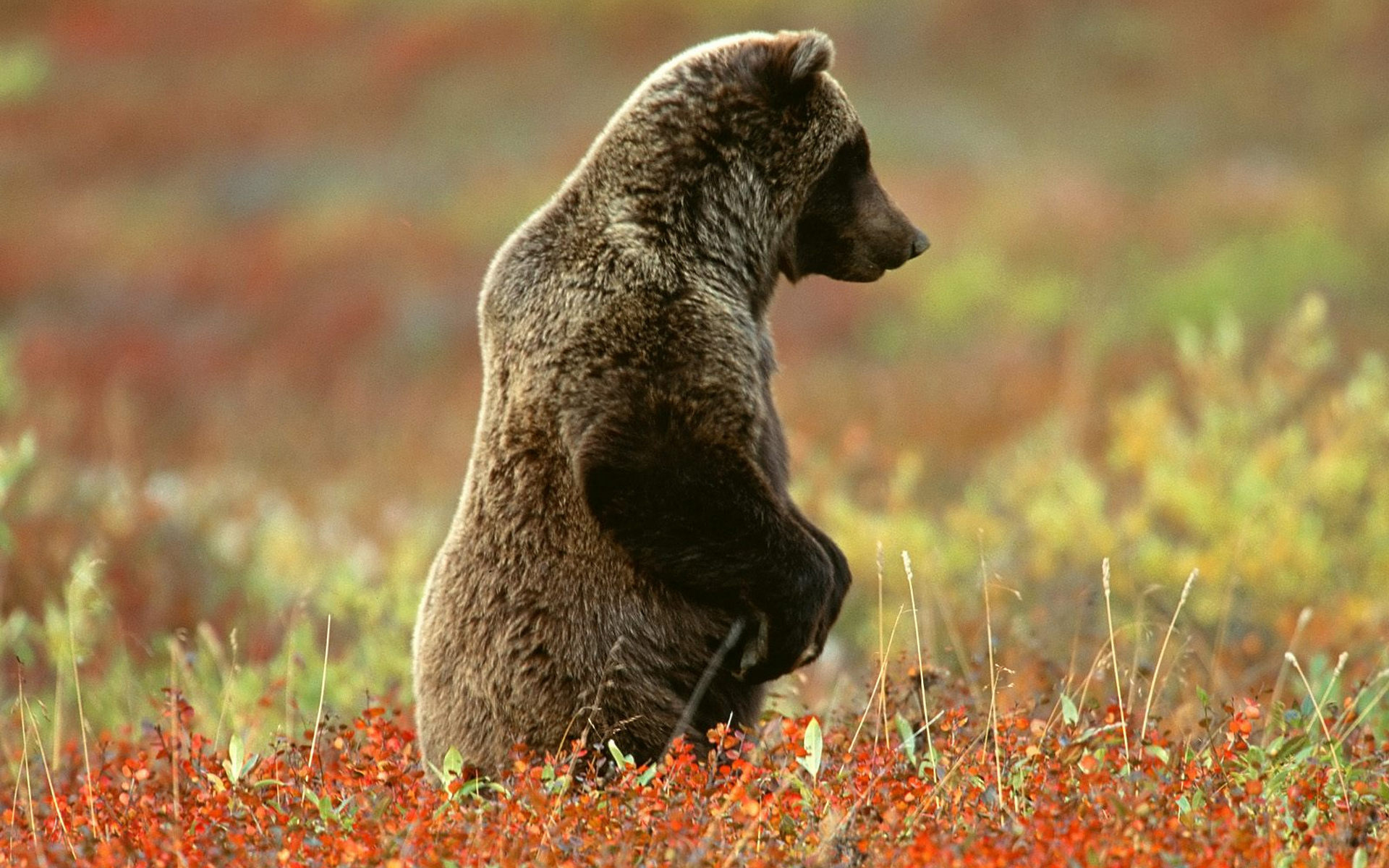 Фото бесплатно медведь, бурый, стойка