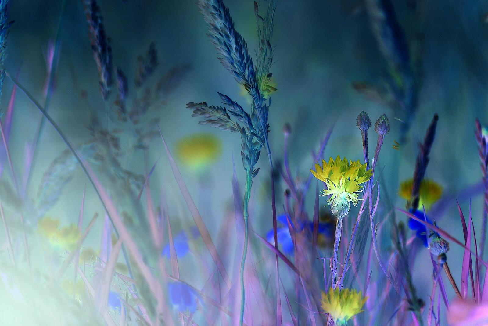 Wallpapers At night on the field grass flowers on the desktop