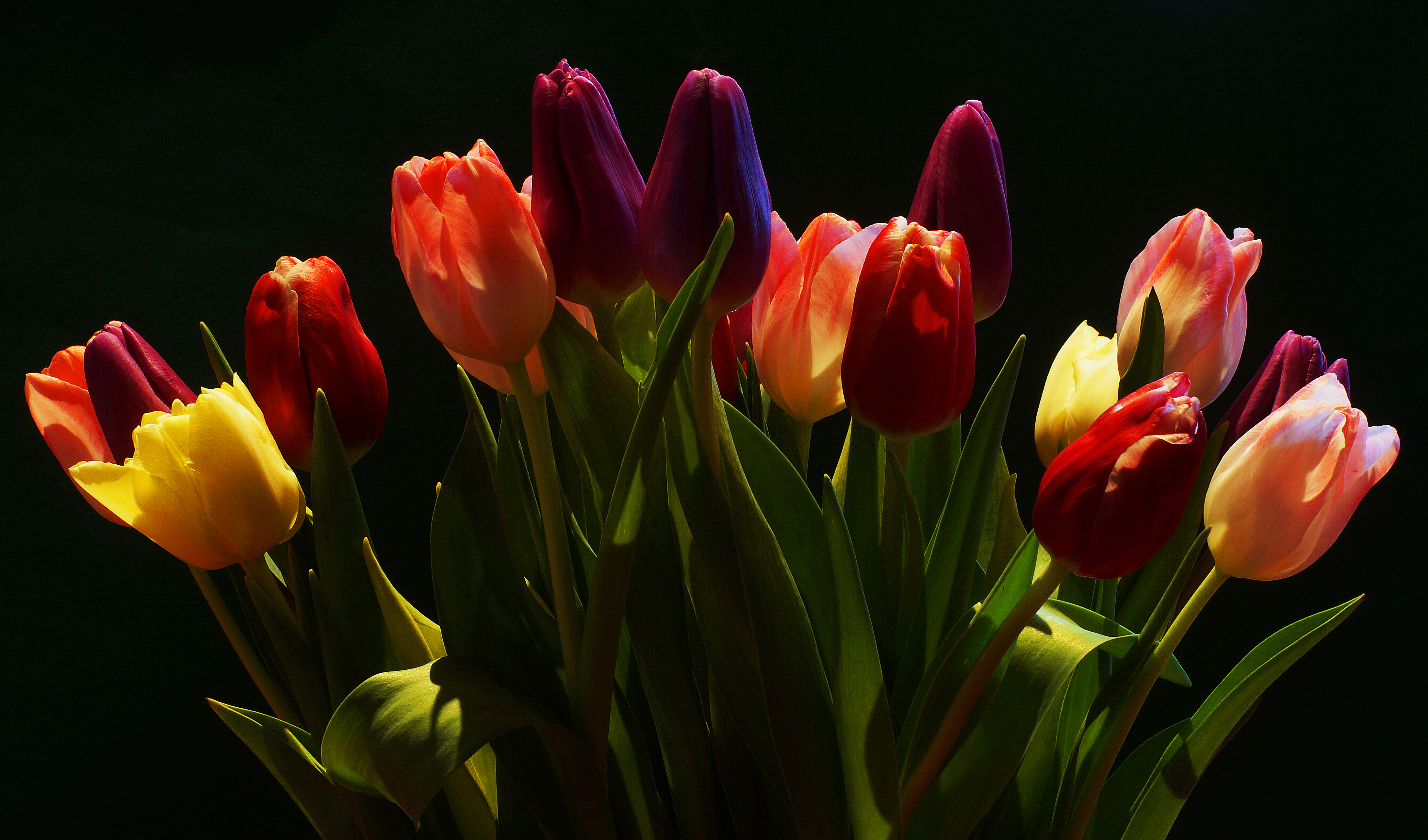 Фото бесплатно букет, тюльпан, флора