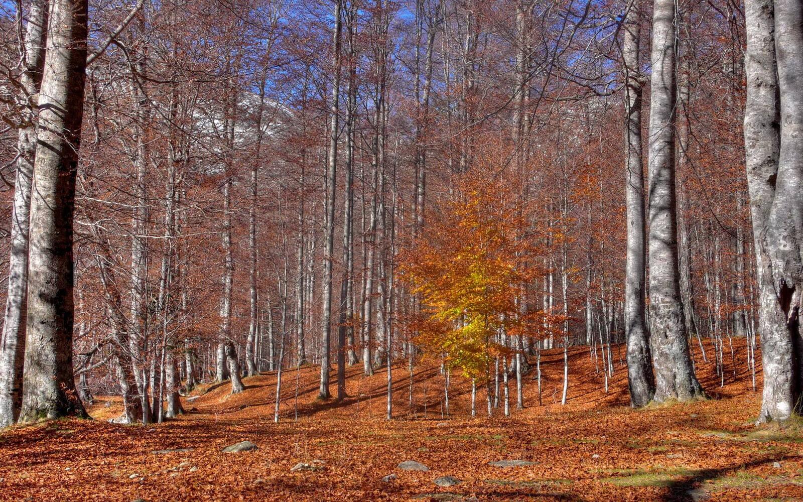 Wallpapers autumn grove bare trees on the desktop