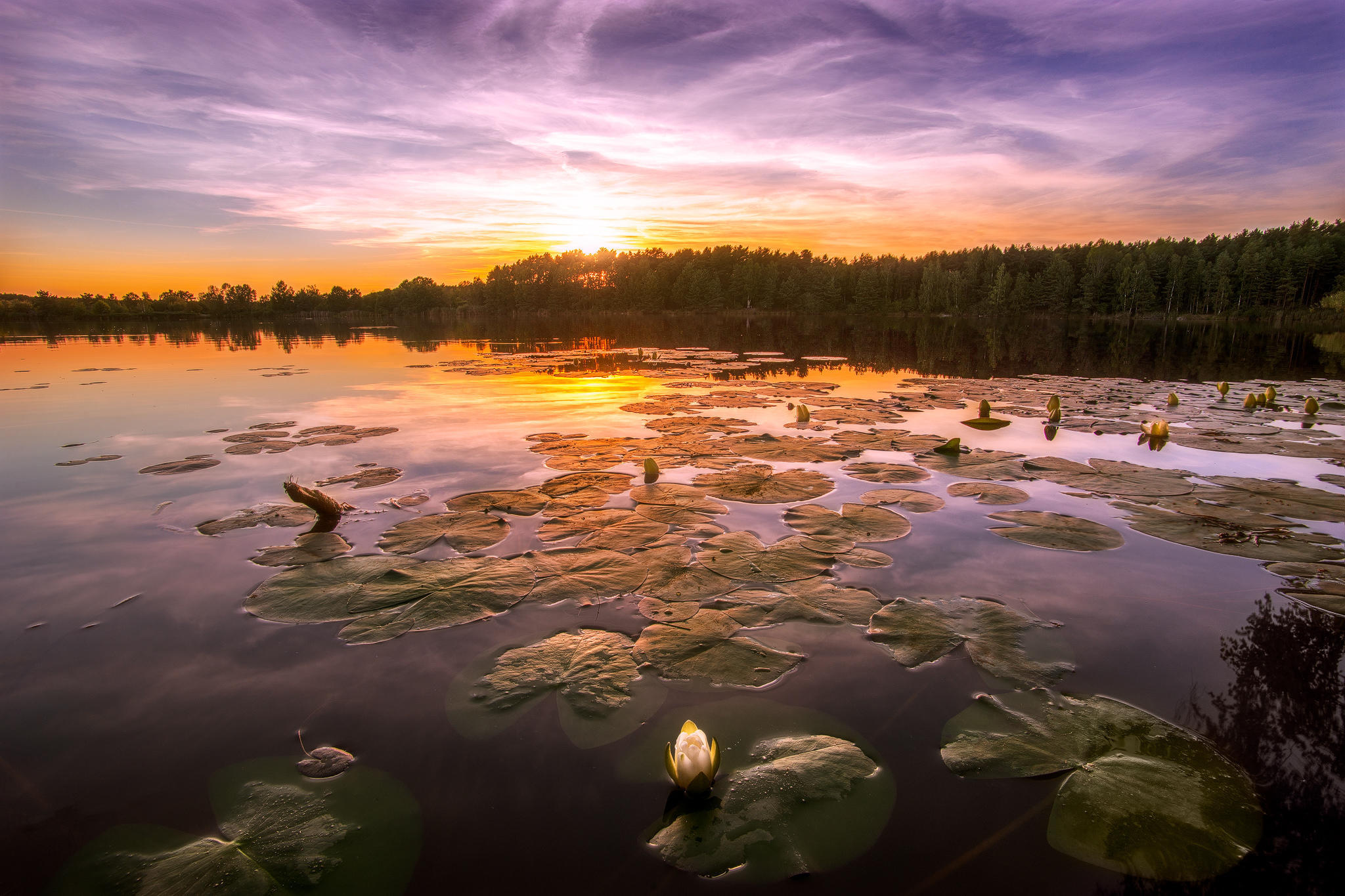 Wallpapers sunset lake lilies on the desktop