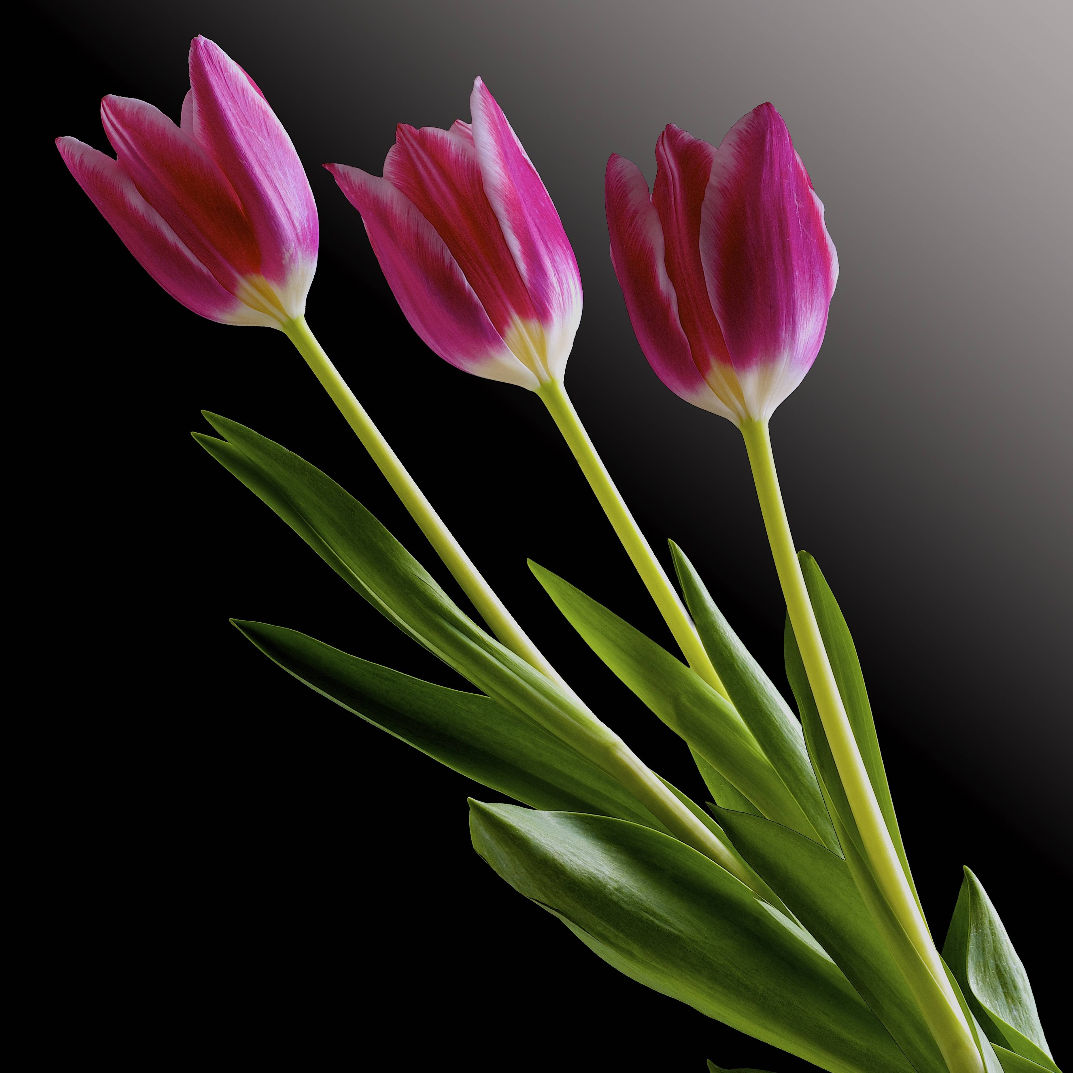 Фото бесплатно флора, розовые цветы, черный фон