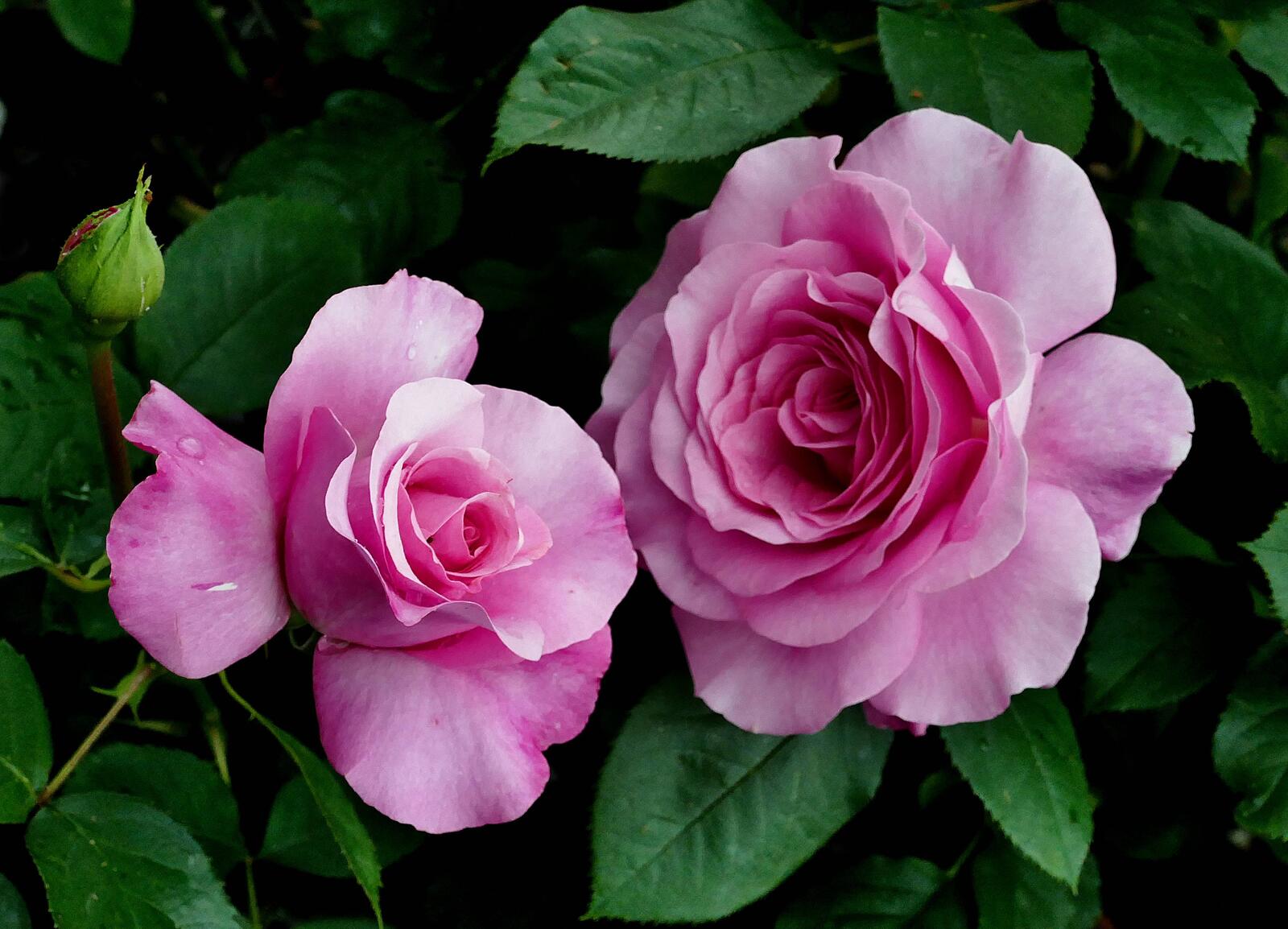 桌面上的壁纸粉红玫瑰花束 粉红玫瑰 玫瑰