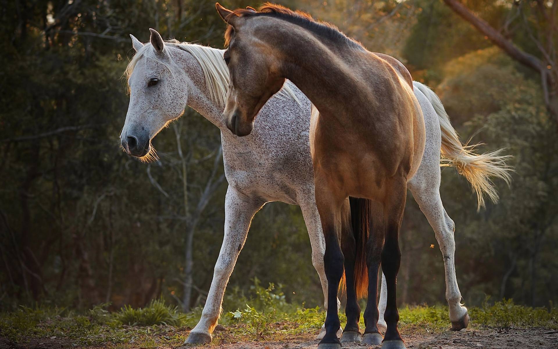 Free Color Pictures Of Horses