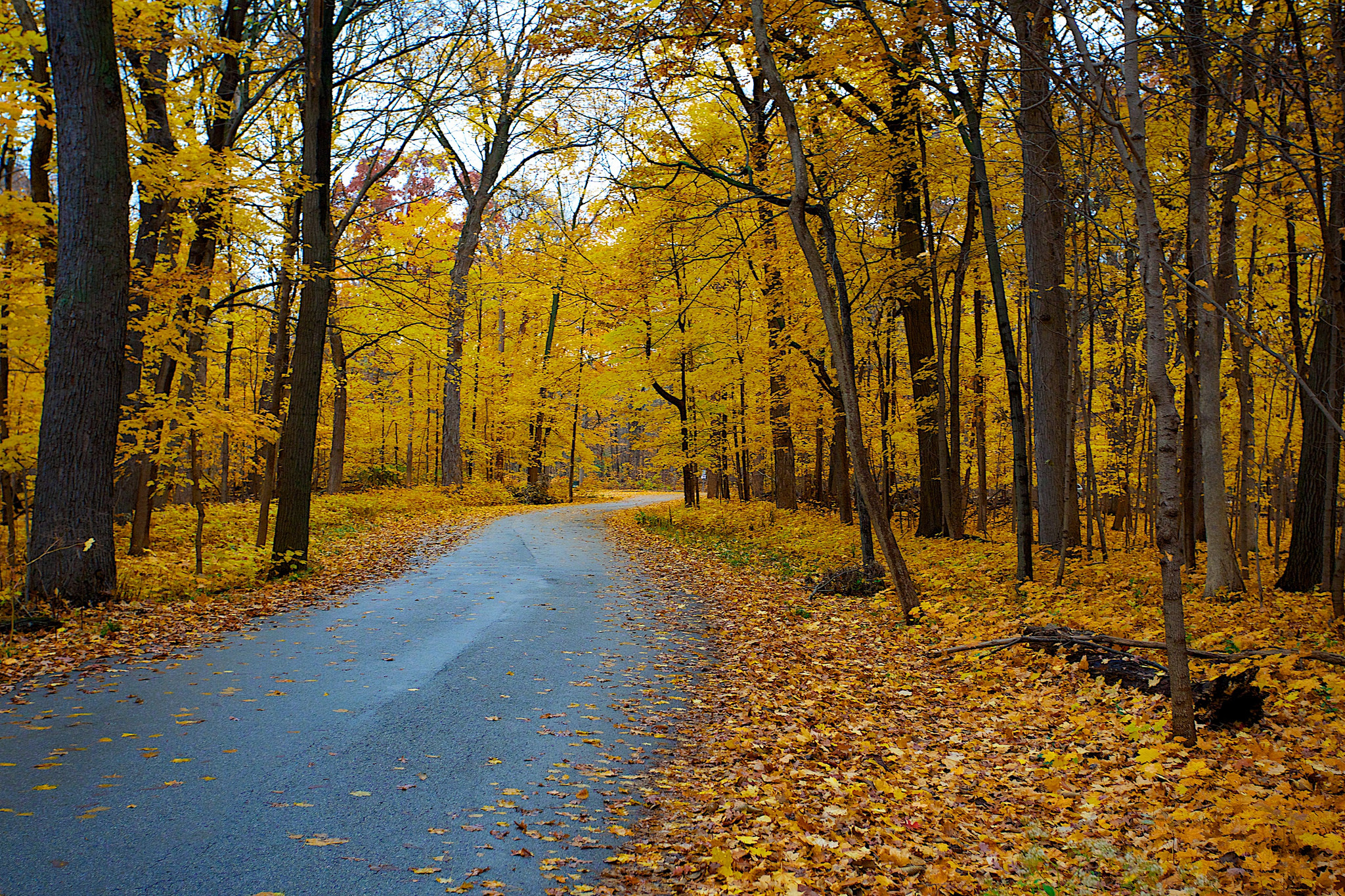 Обои дорога пейзаж желтая листва на рабочий стол