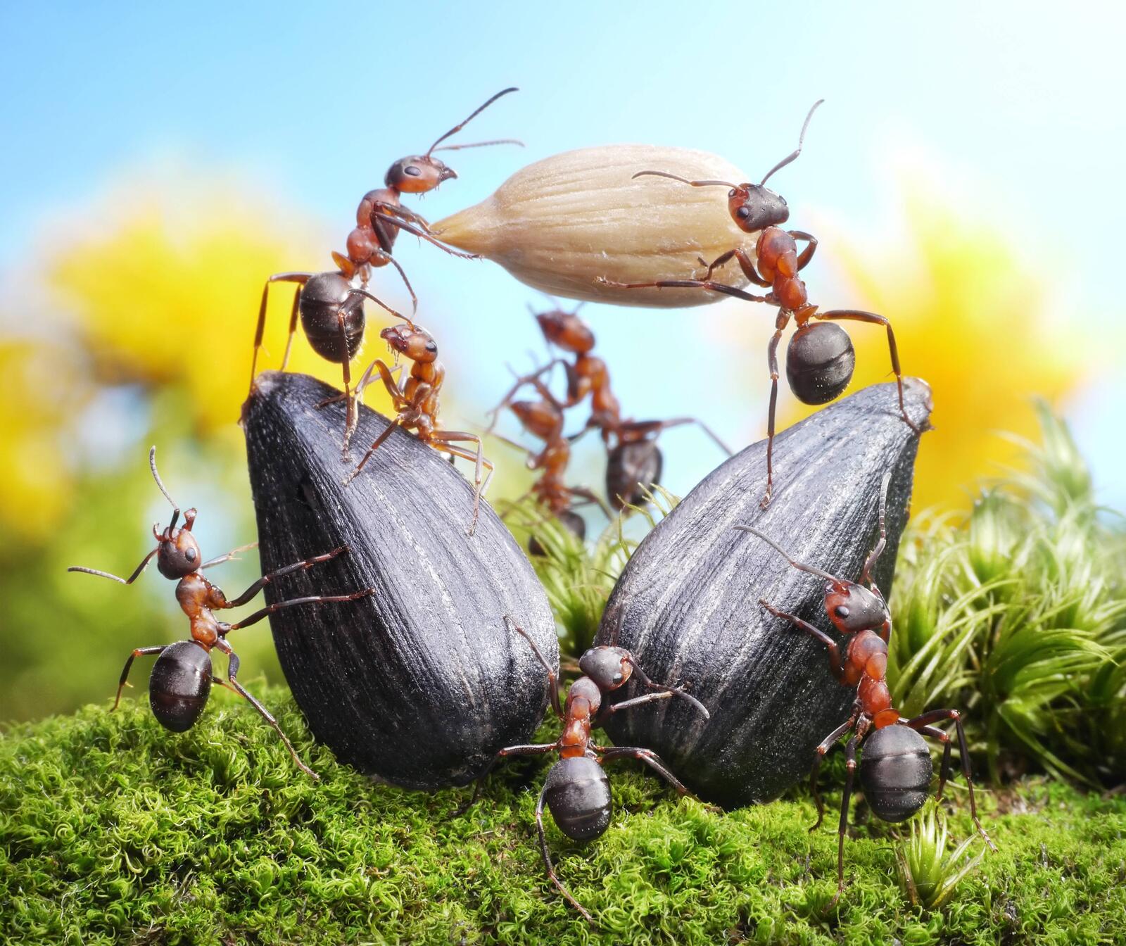 Обои муравьи семечки насекомые на рабочий стол