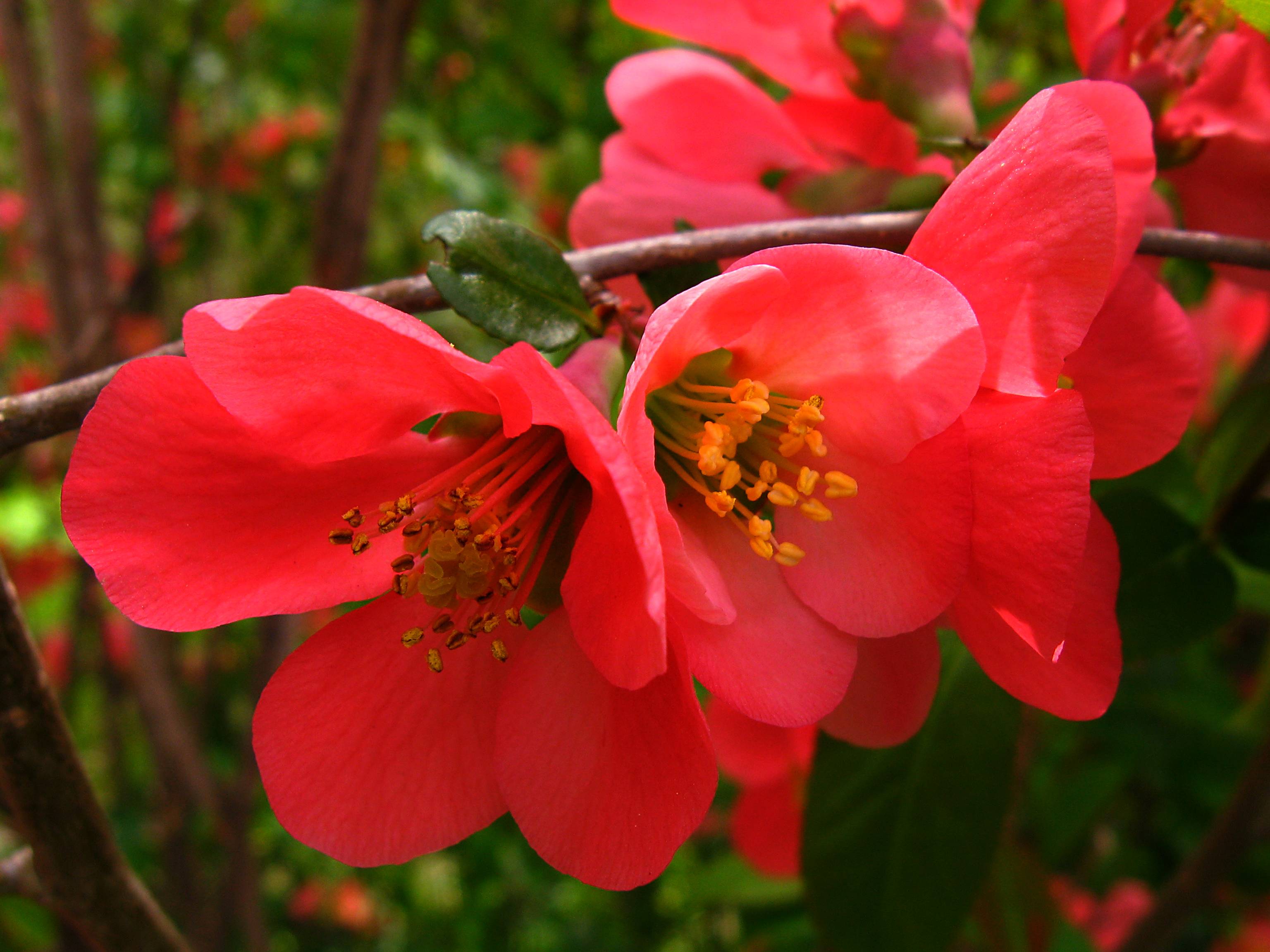 Цветок на ветке много цветов. Сакура айва. Магнолия айва. Цветущая айва японская вишня. Сакура айва красная.