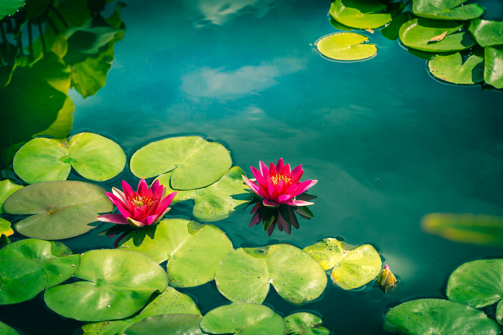 Wallpapers water lily green leaves water on the desktop