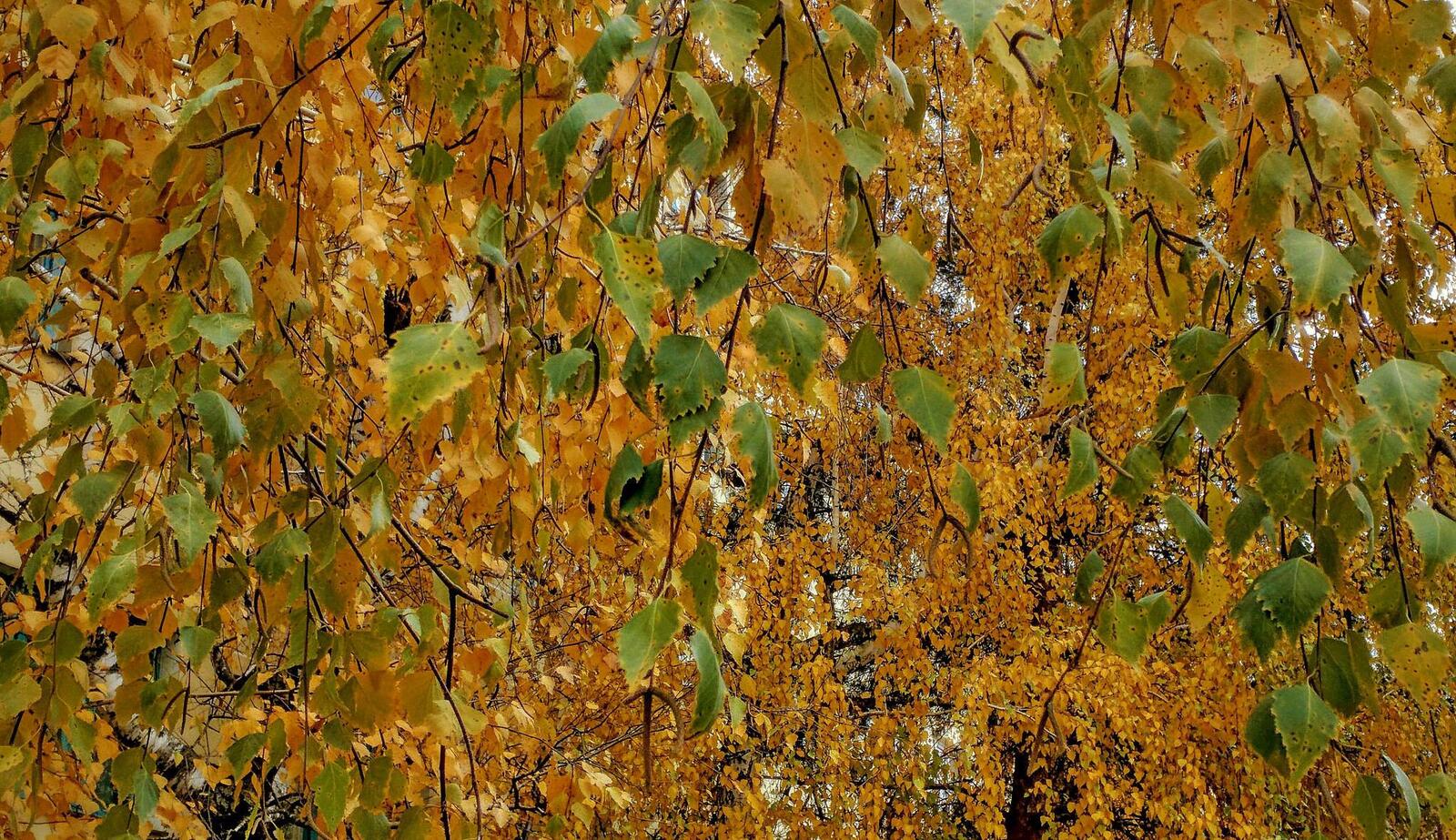 Wallpapers branches leaves birch on the desktop