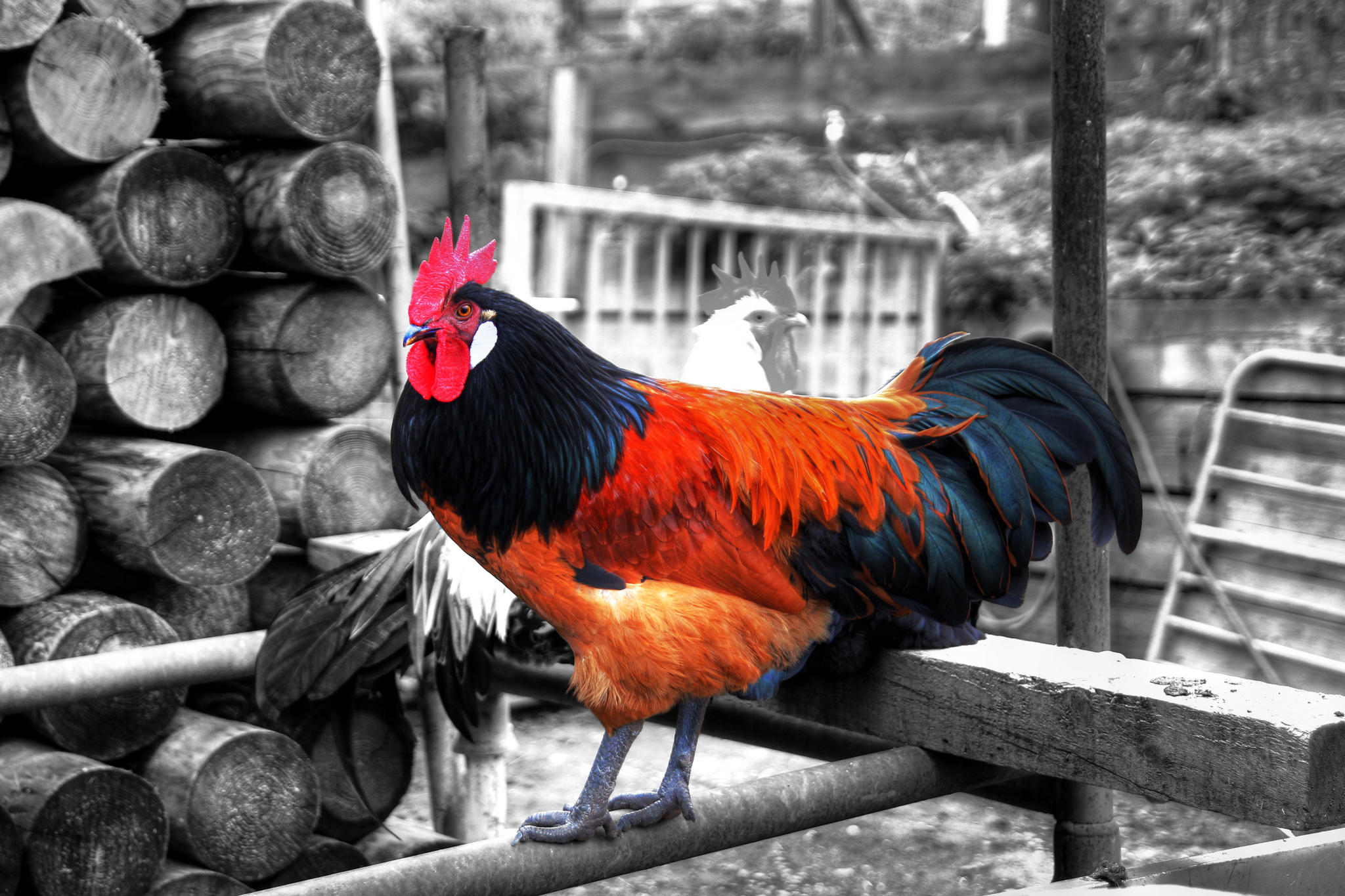 Wallpapers poultry bird rooster on the desktop