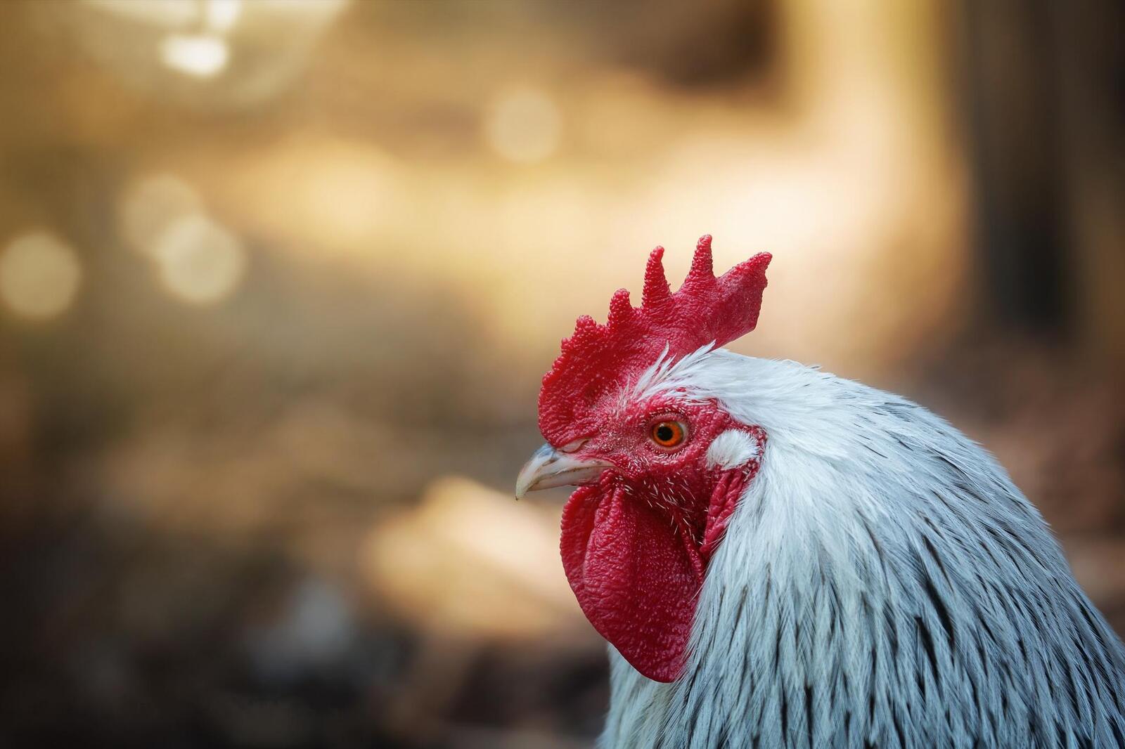 Free photo White rooster with a red face