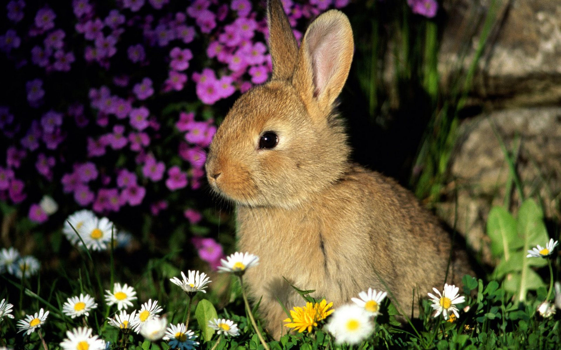 кролик с цветочками загрузить