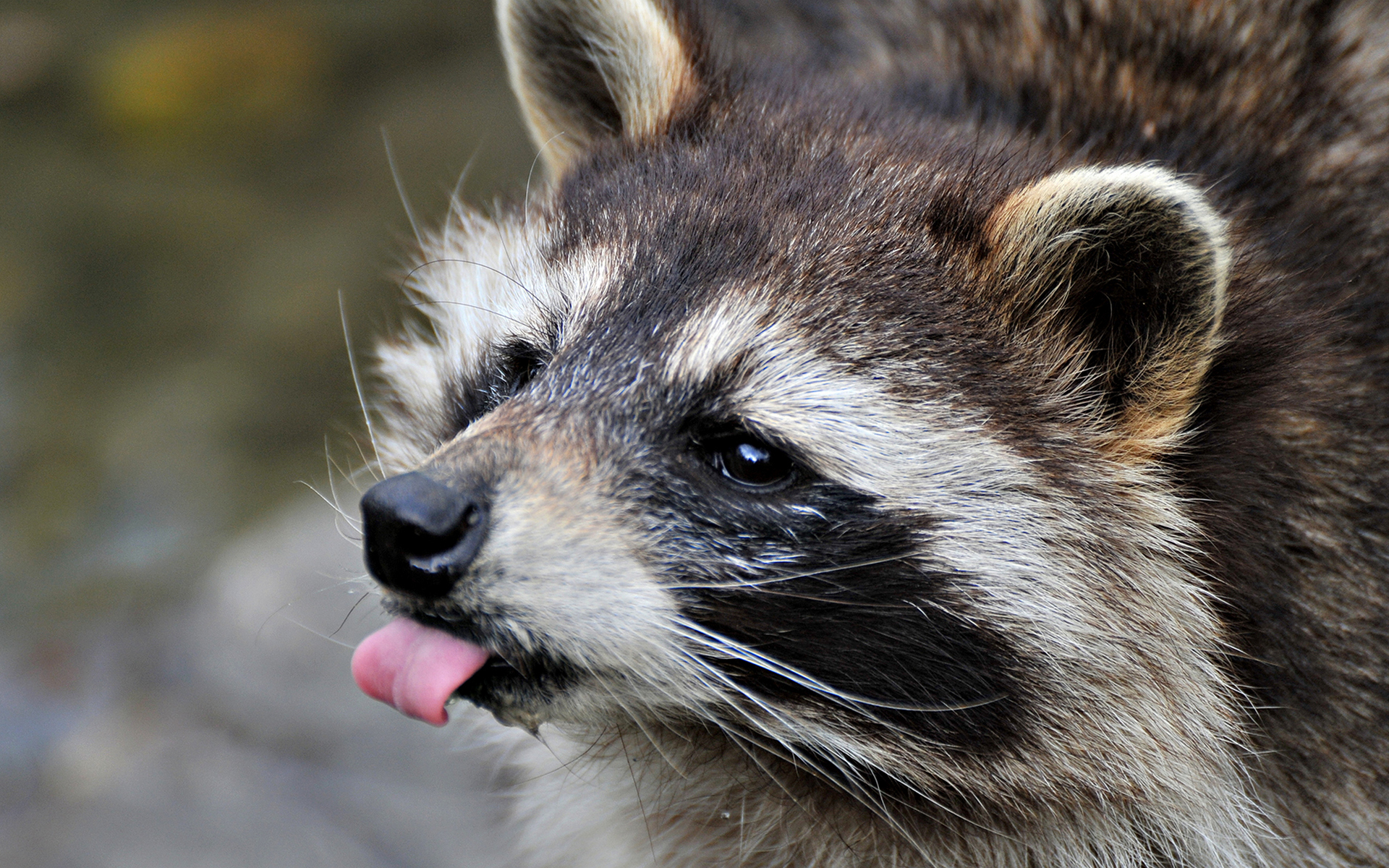Wallpapers raccoon muzzle tongue on the desktop