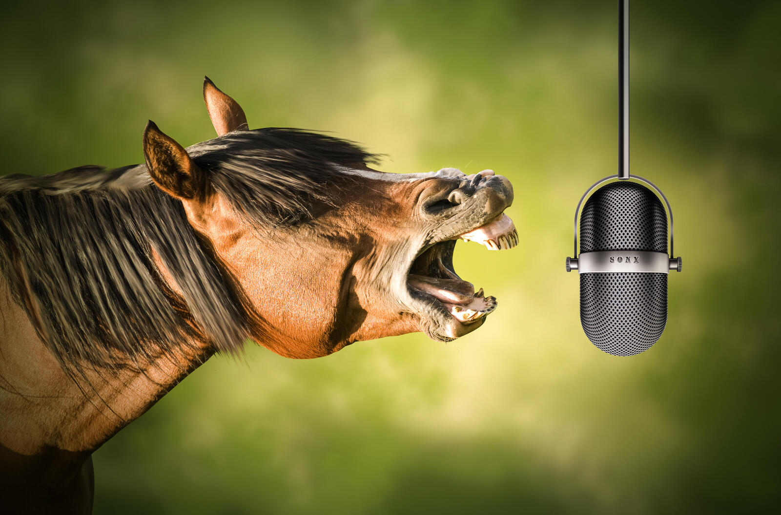 Обои лошадь микрофон ржание на рабочий стол
