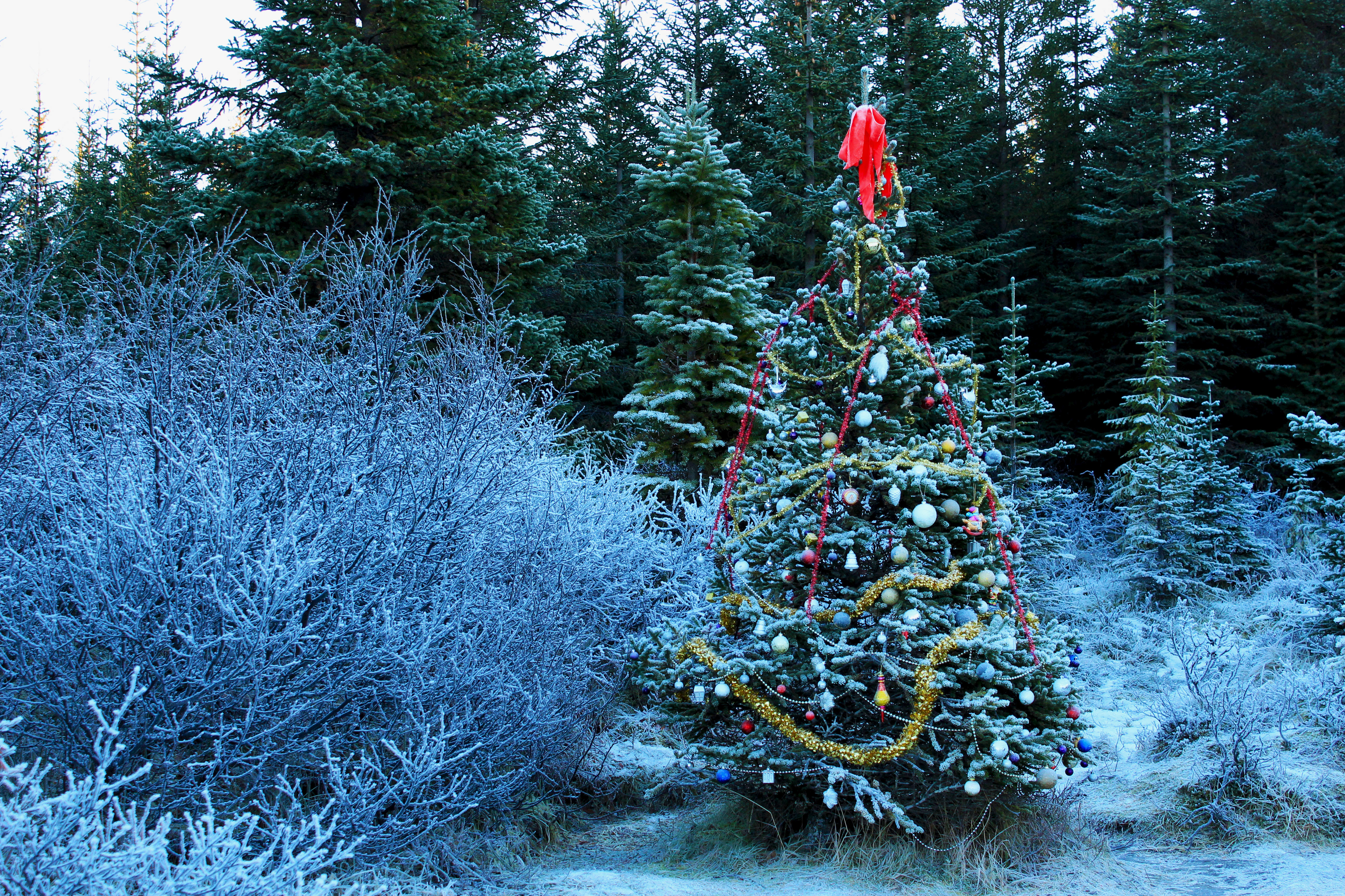 Родина рождественских елок. Финская голубая ель. Елочка в лесу. Наряженная елка в лесу. Наряженная ель в лесу.