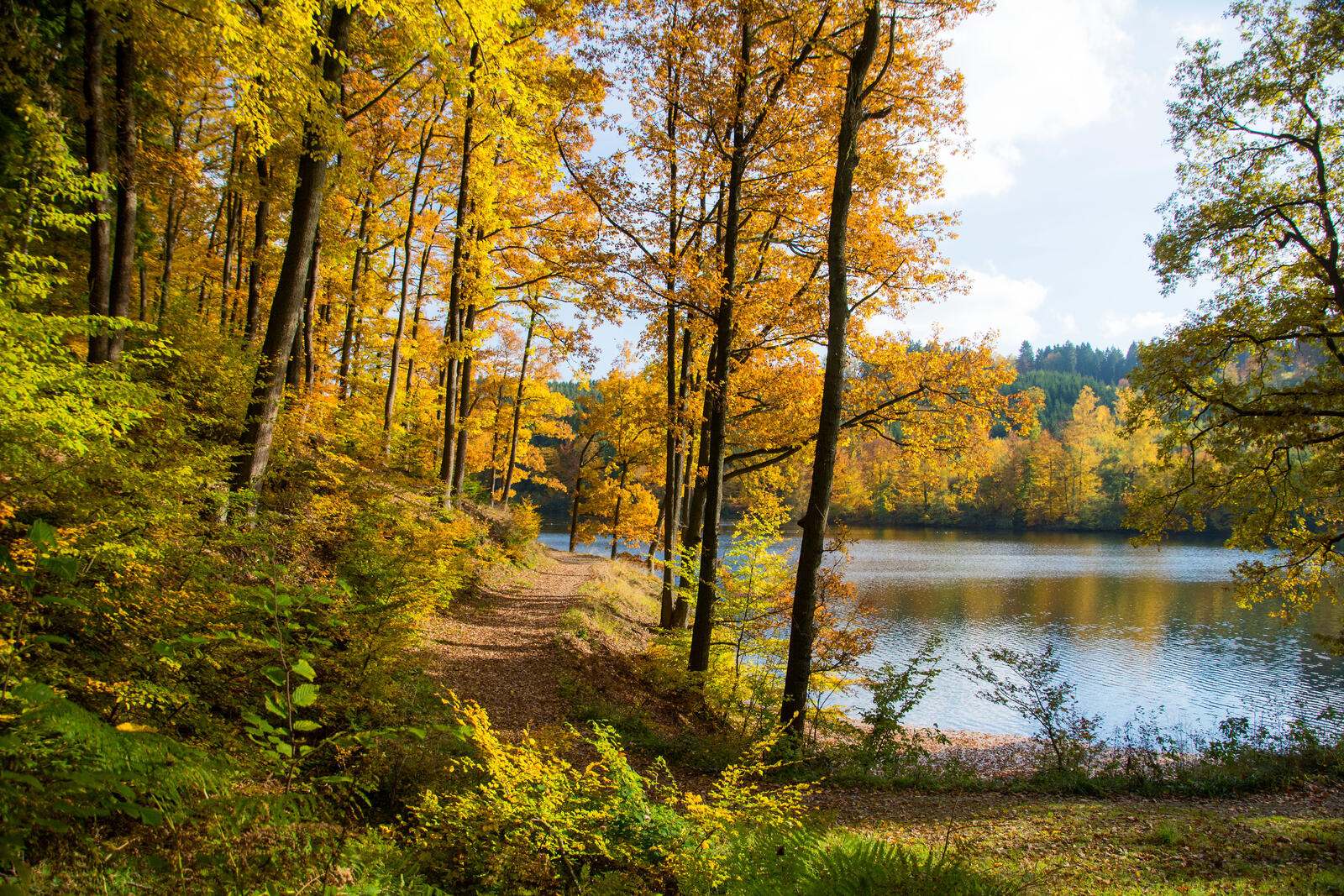 免费照片在手机上免费下载秋季森林壁纸